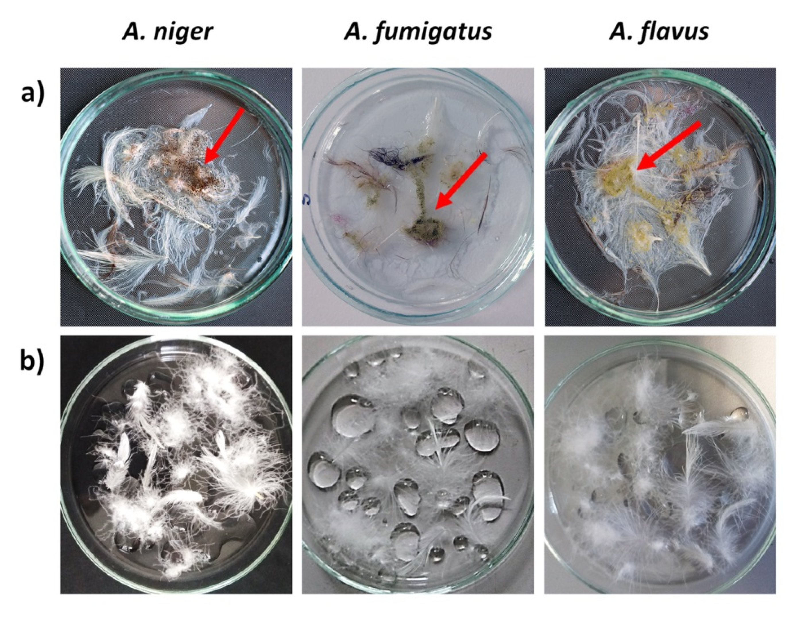Coatings 10 00904 g010 Coatings 10 00904 g010