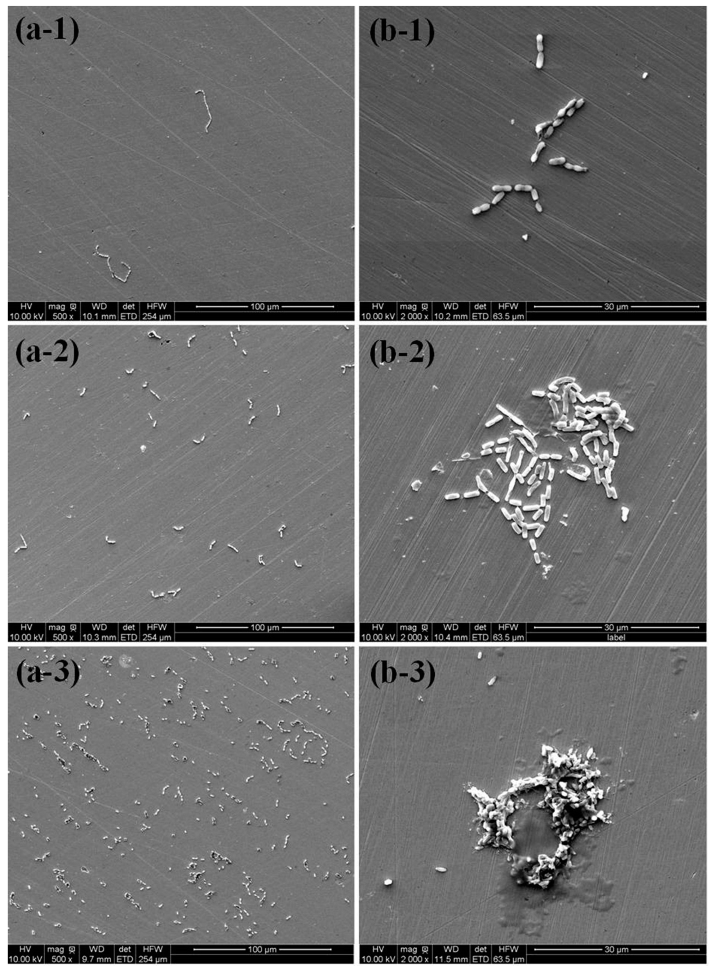 Coatings 10 00983 g003