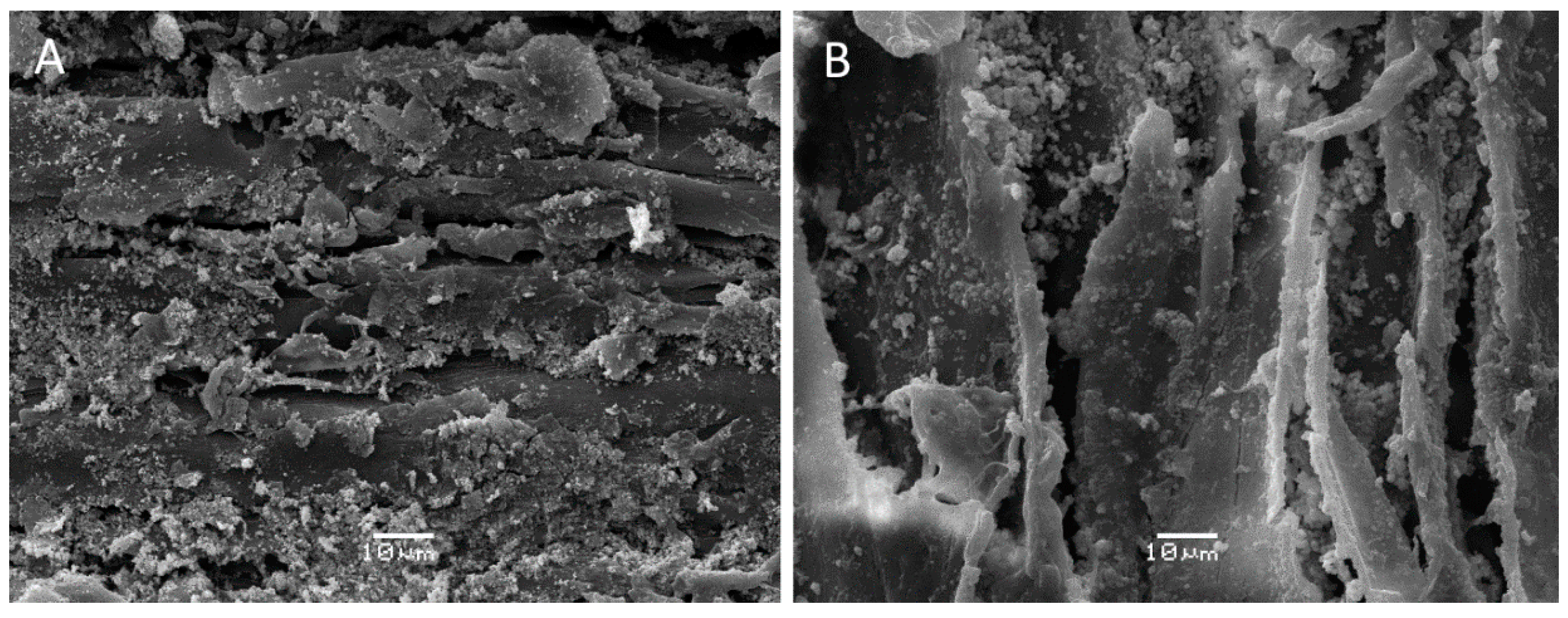 Coatings 10 01033 g007 Coatings 10 01033 g007