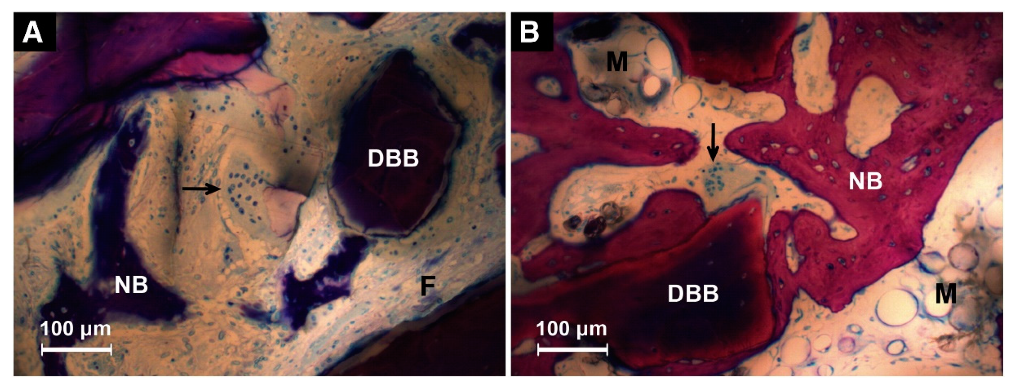 Coatings 10 01118 g004 Coatings 10 01118 g004