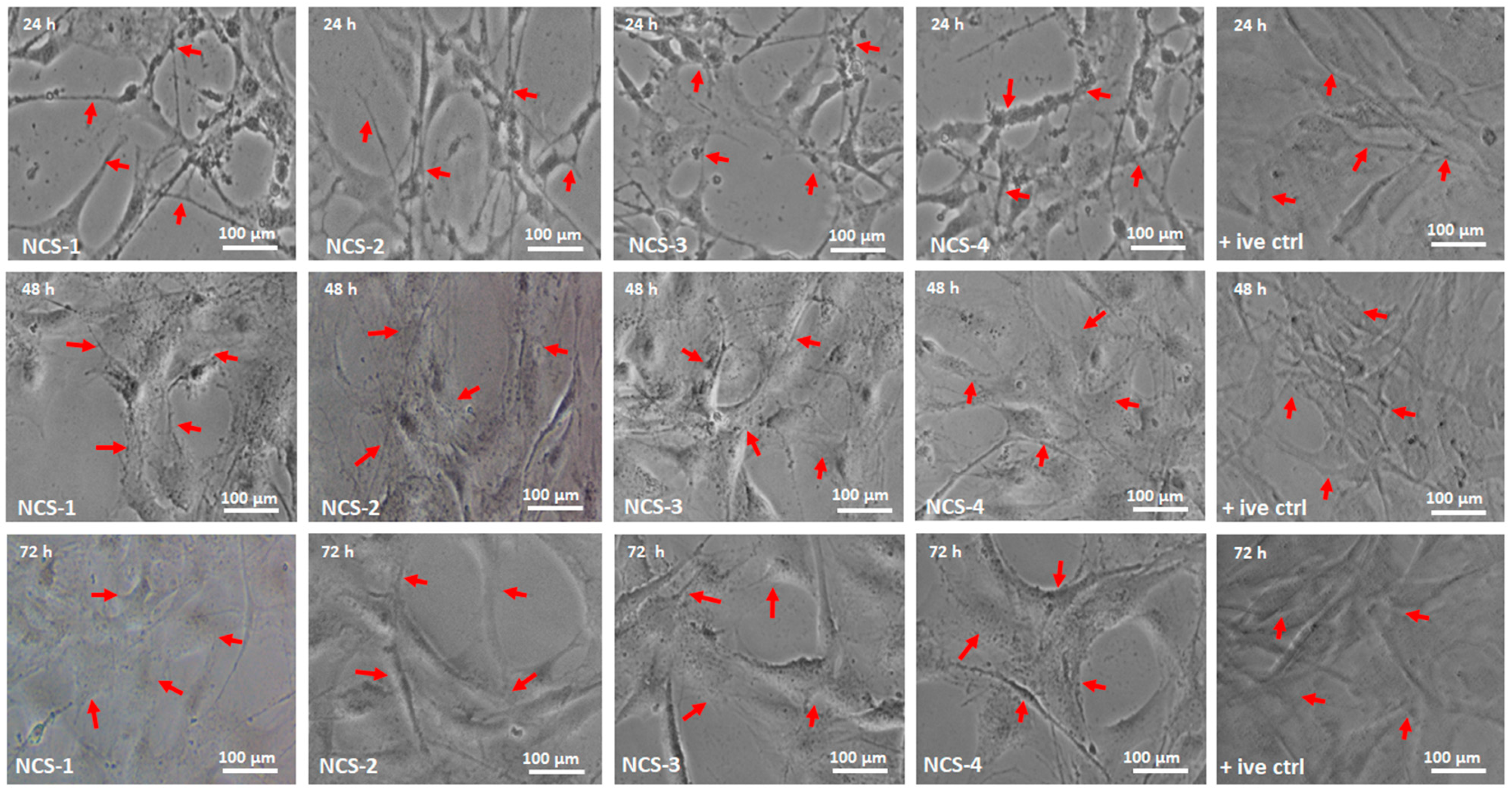 Coatings 10 01120 g009 Coatings 10 01120 g009