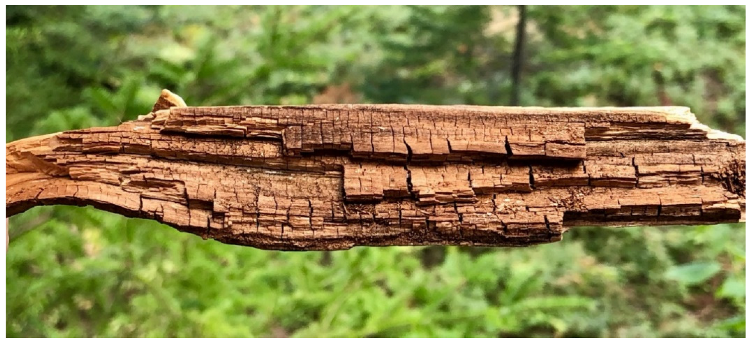 Fungal Degradation of Wood: Emerging Data, New Insights and 