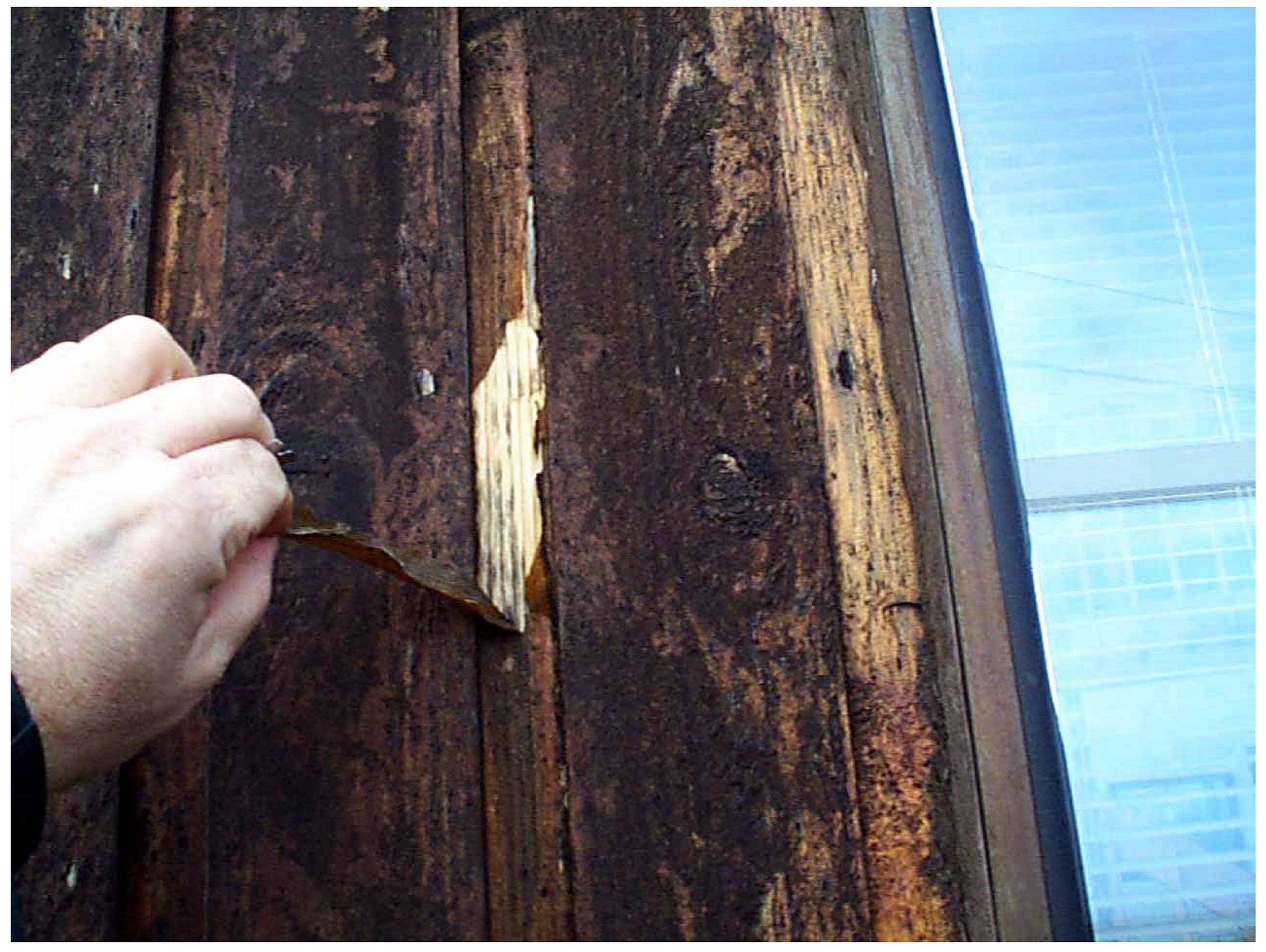 Coatings Free Full Text Fungal Degradation Of Wood Emerging Data New Insights And Changing Perceptions Html