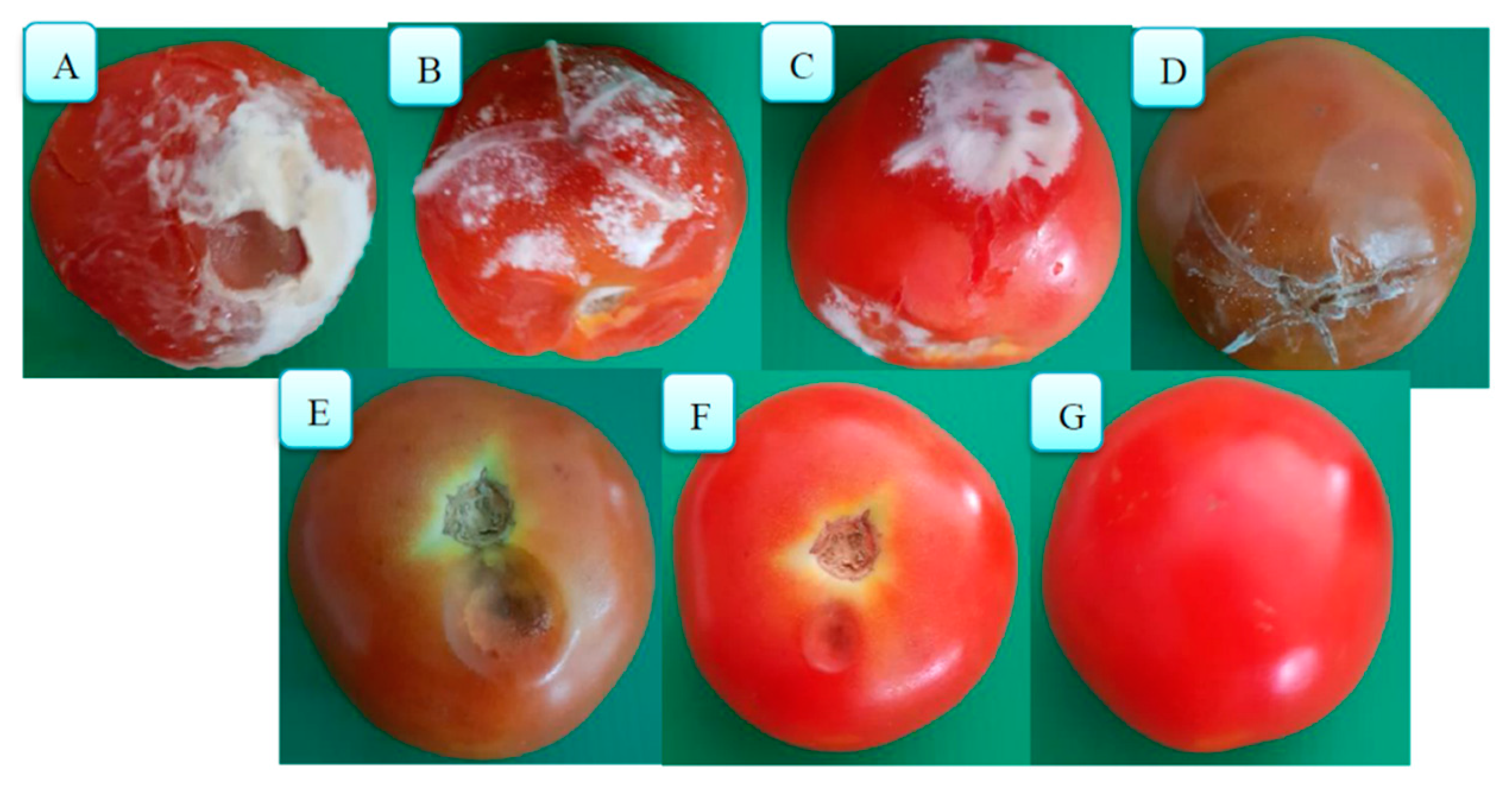 Coatings 10 01222 g003 Coatings 10 01222 g003