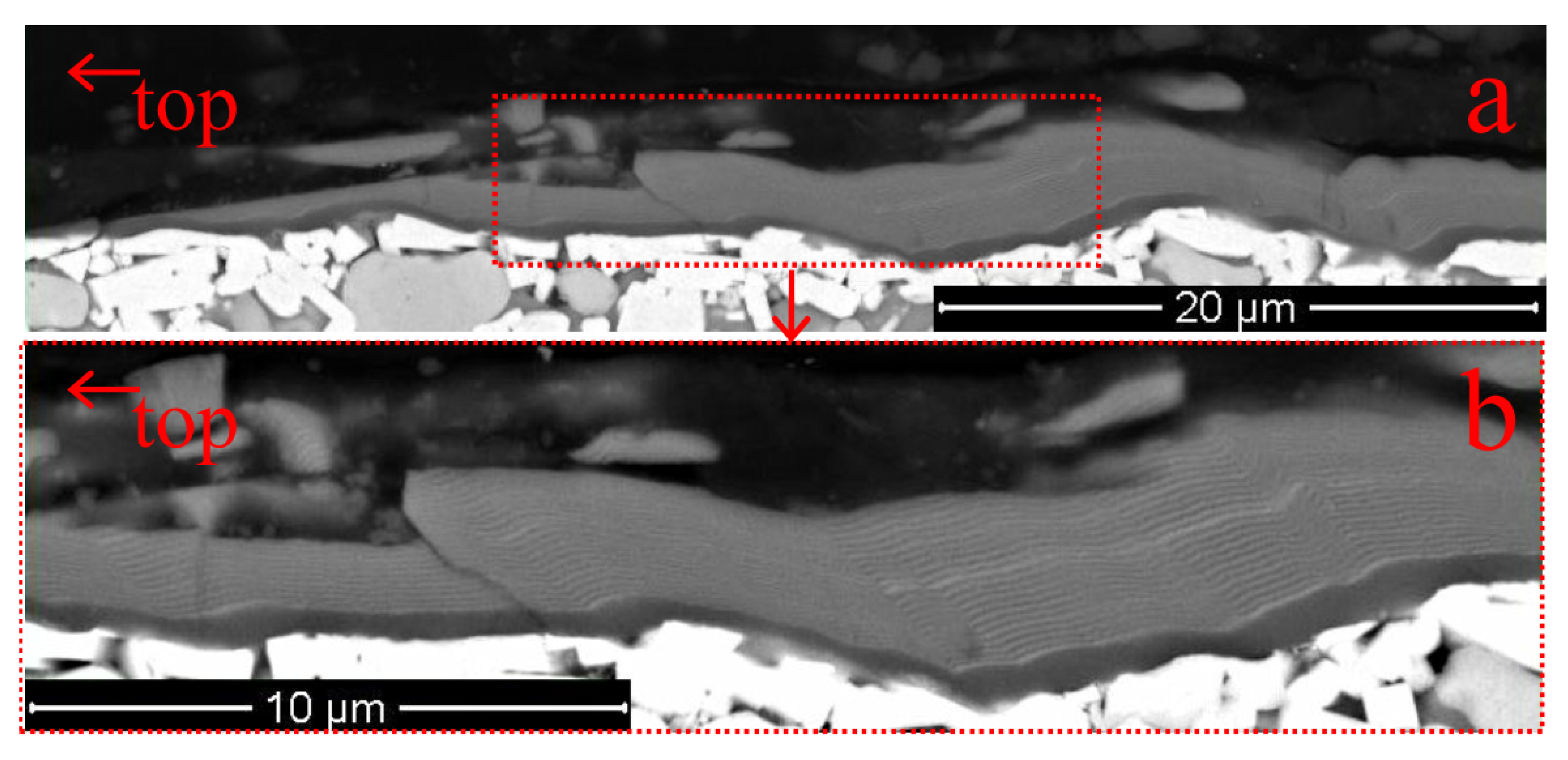 Coatings 10 01236 g008 Coatings 10 01236 g008
