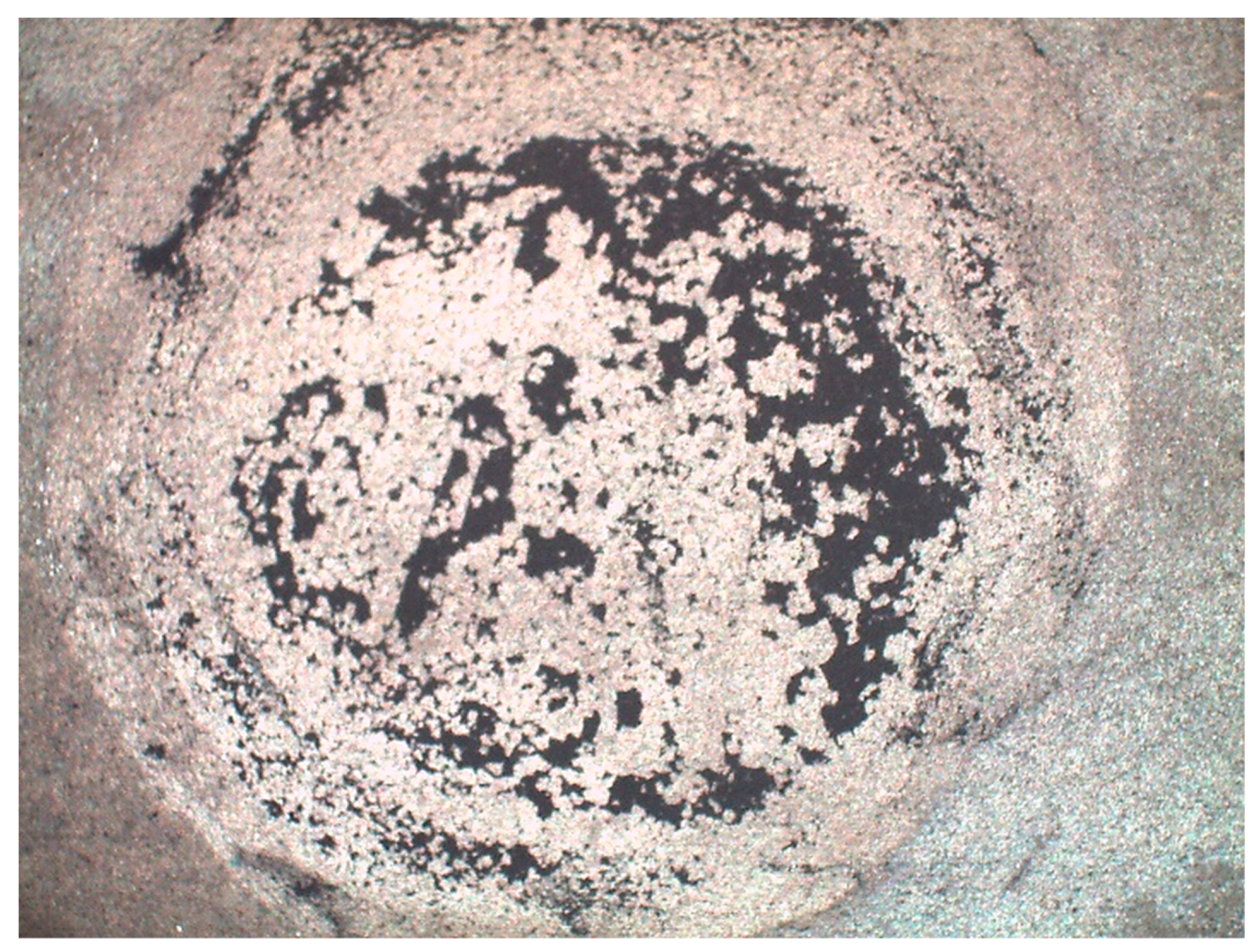 Coatings 10 01237 g009 Coatings 10 01237 g009