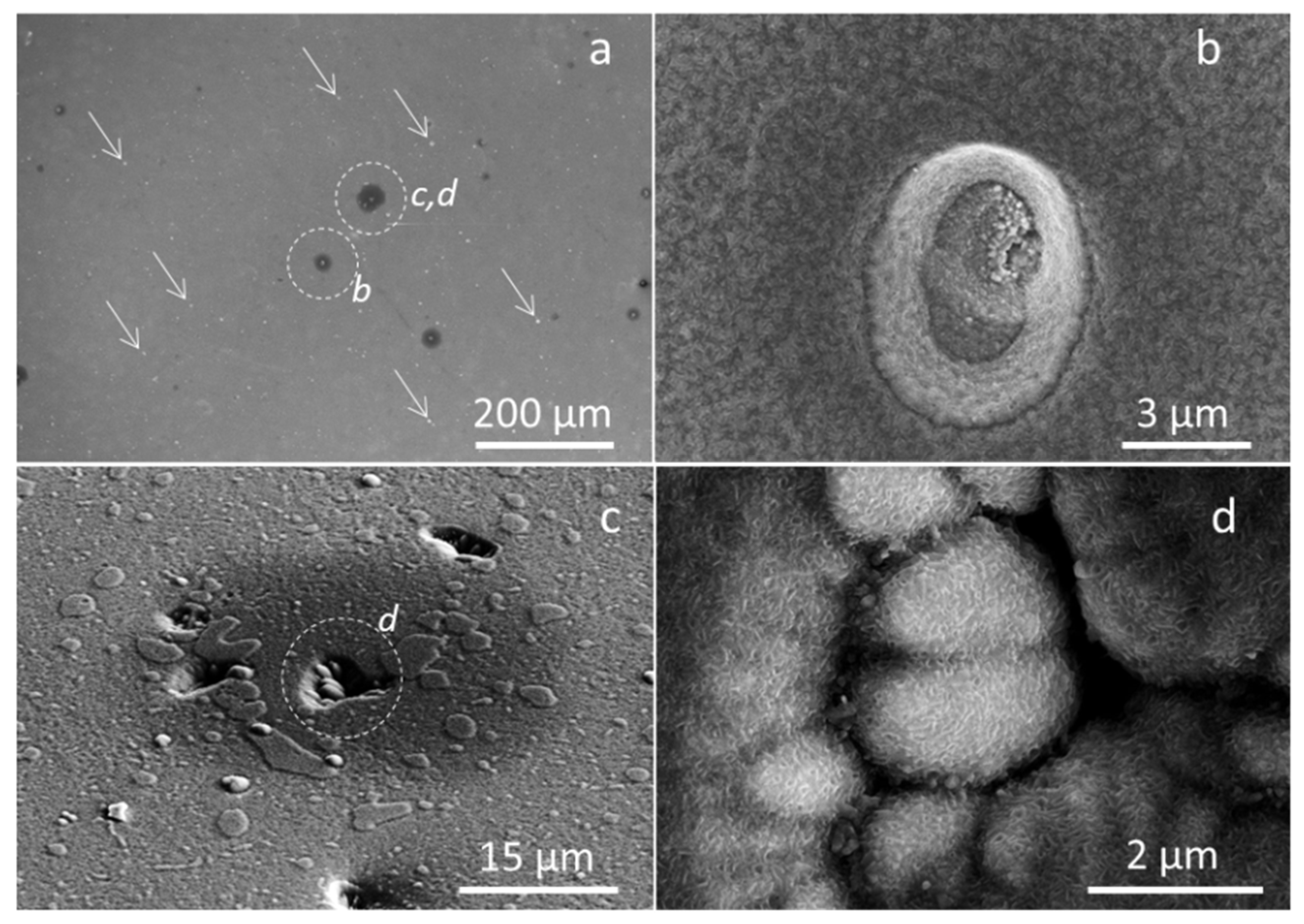 Coatings 11 00123 g005 Coatings 11 00123 g005