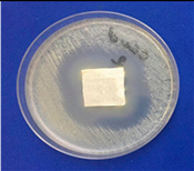 Coatings 11 00159 i004 Coatings 11 00159 i004