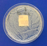 Coatings 11 00159 i005 Coatings 11 00159 i005