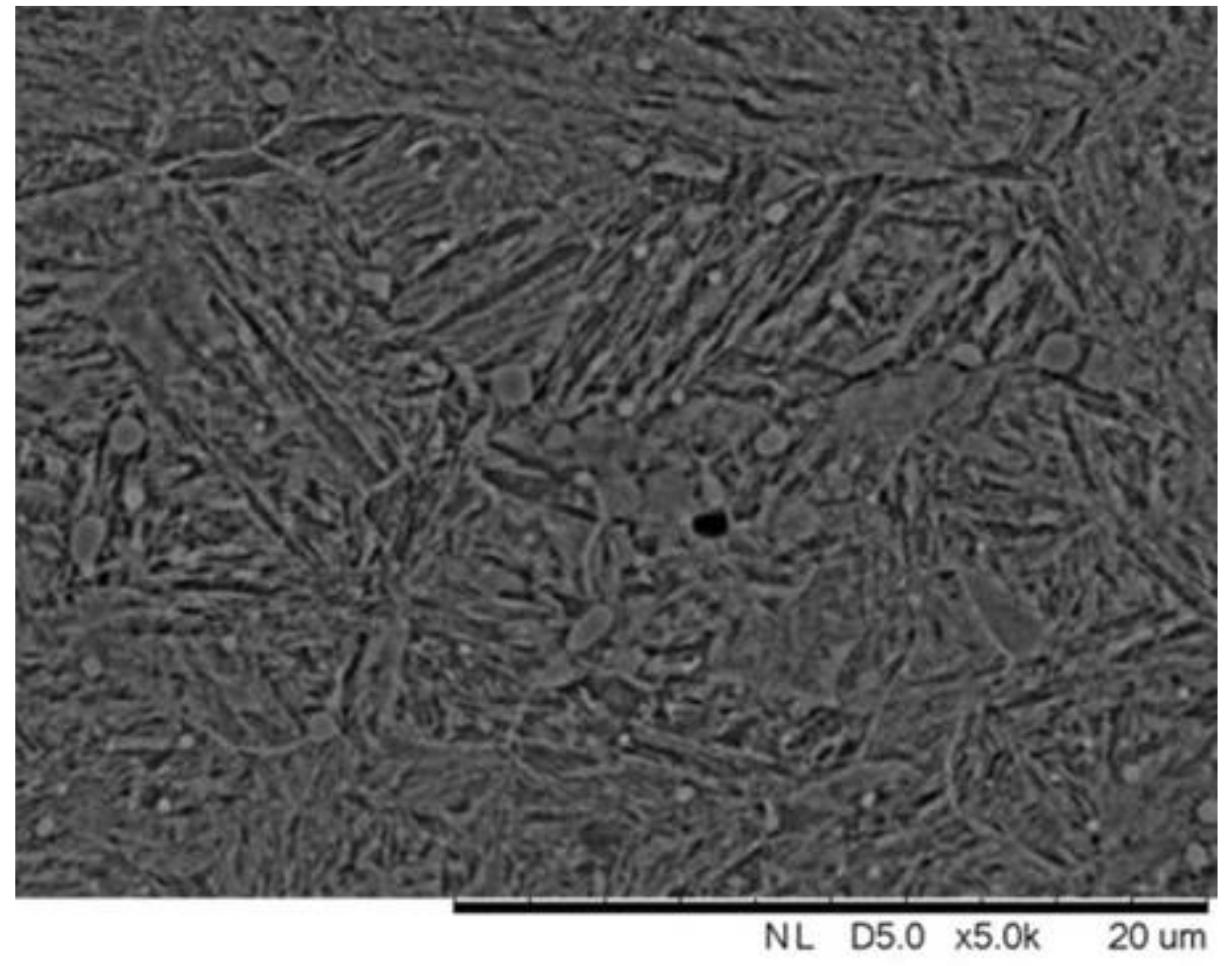 Coatings 11 00201 g001