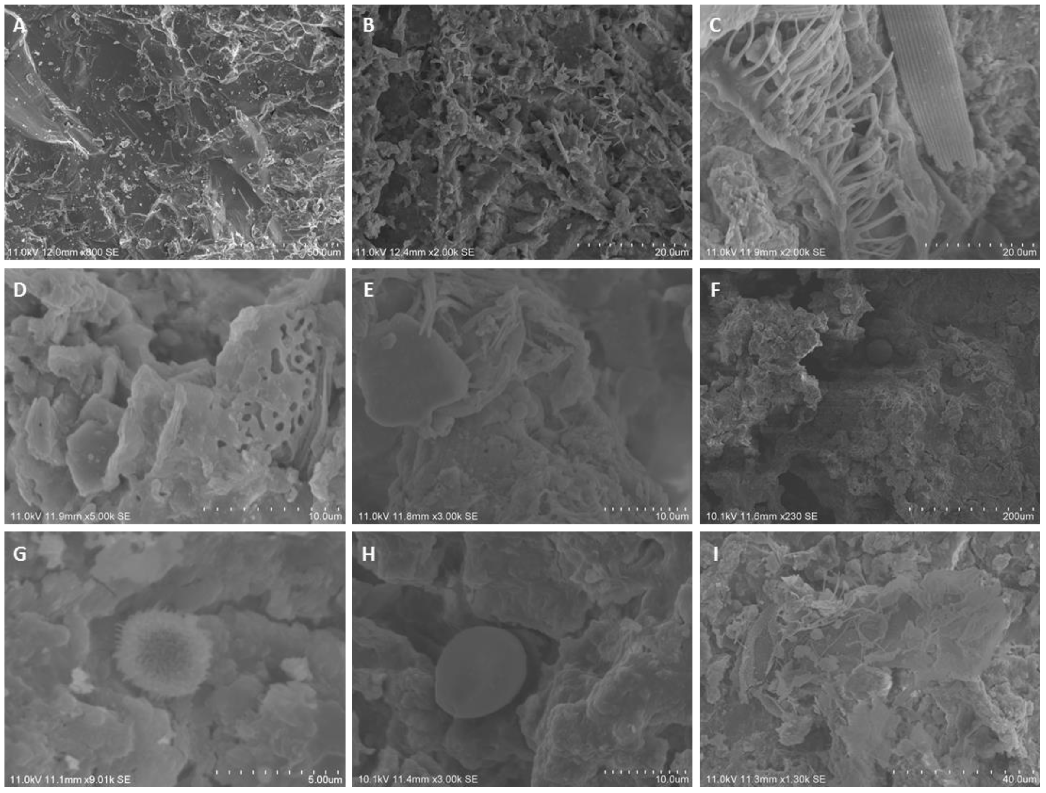 Coatings 11 00209 g002