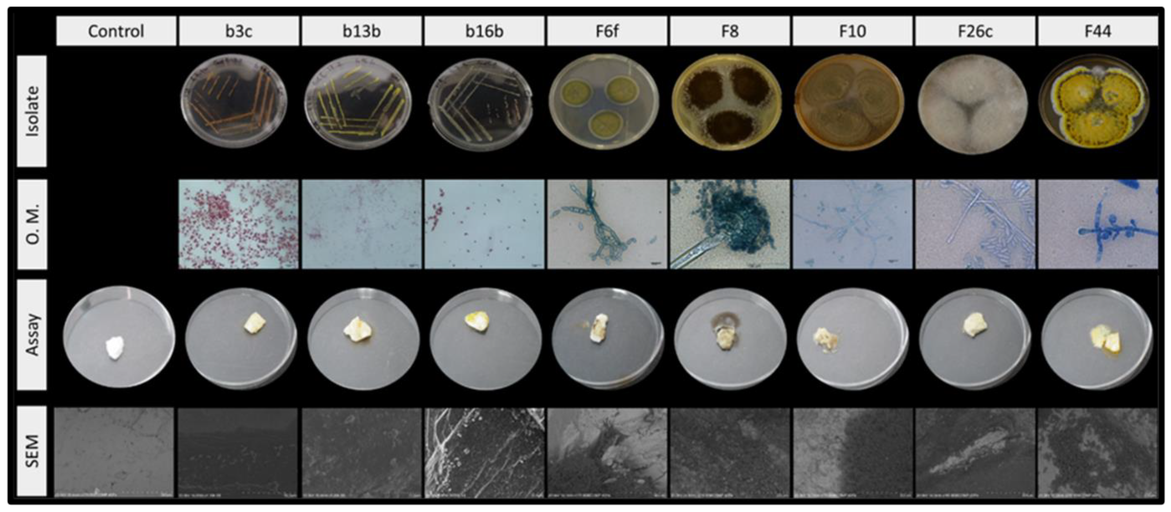 Coatings 11 00209 g005