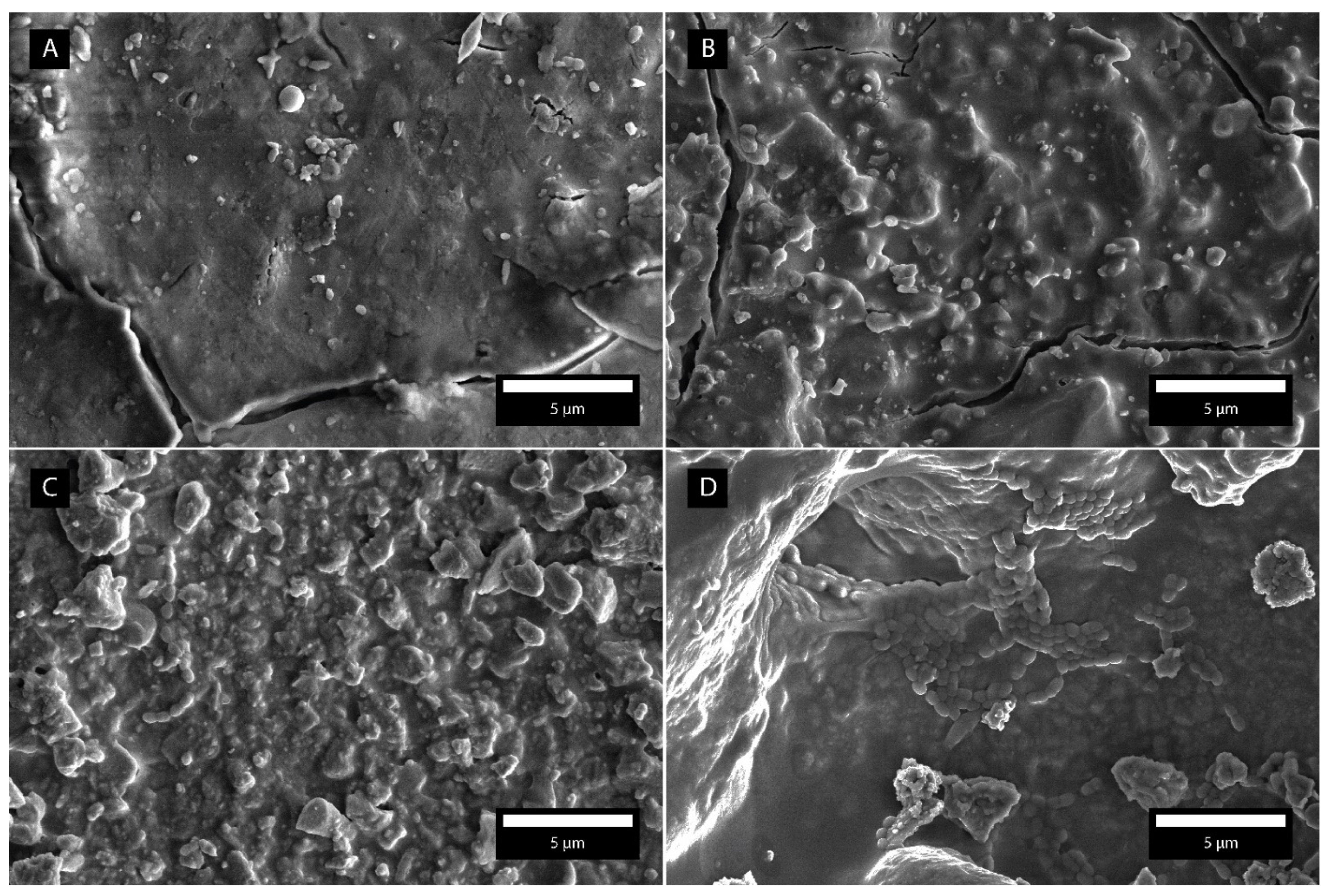 Coatings 11 00235 g009