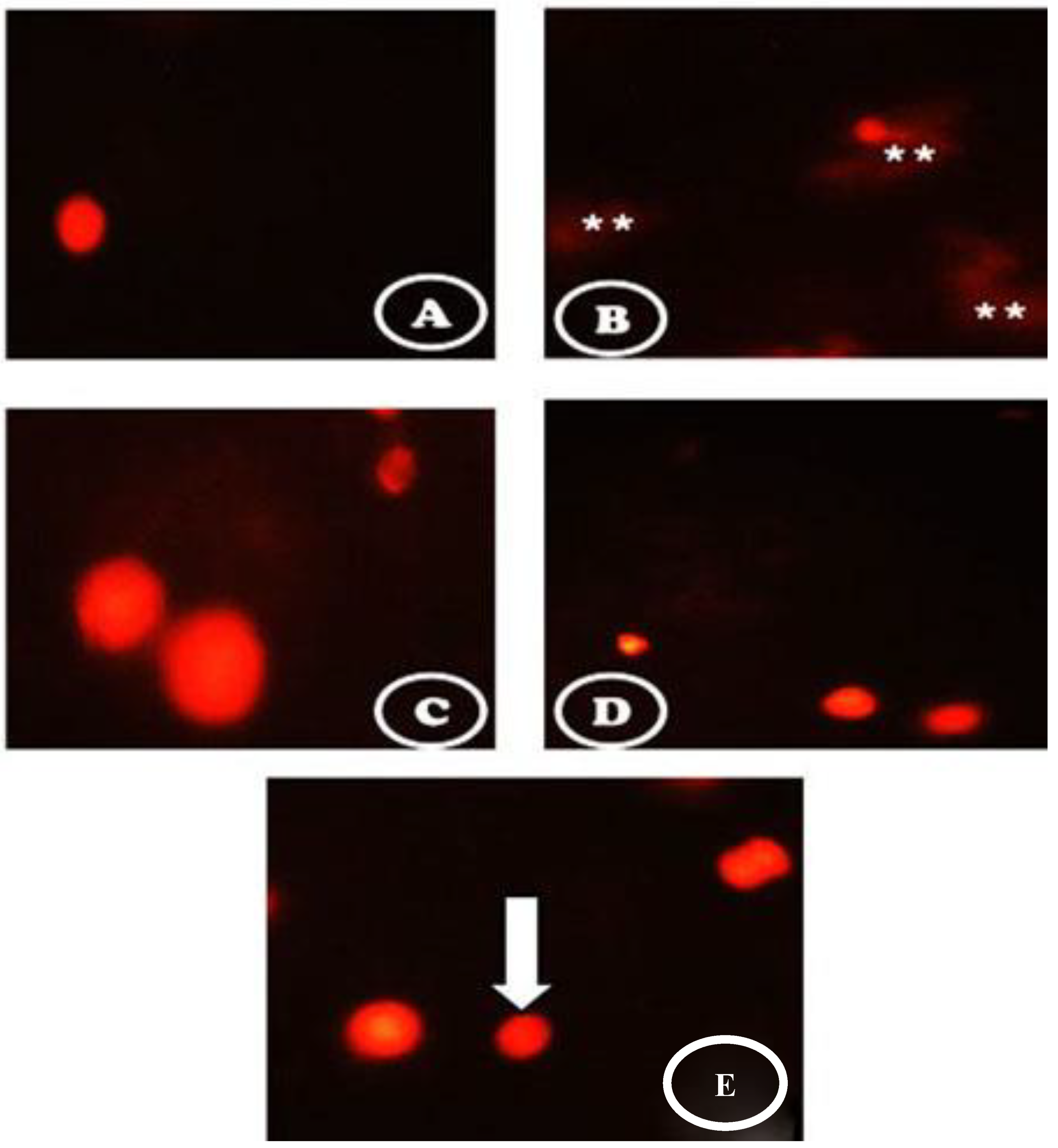 Coatings 11 00317 g005