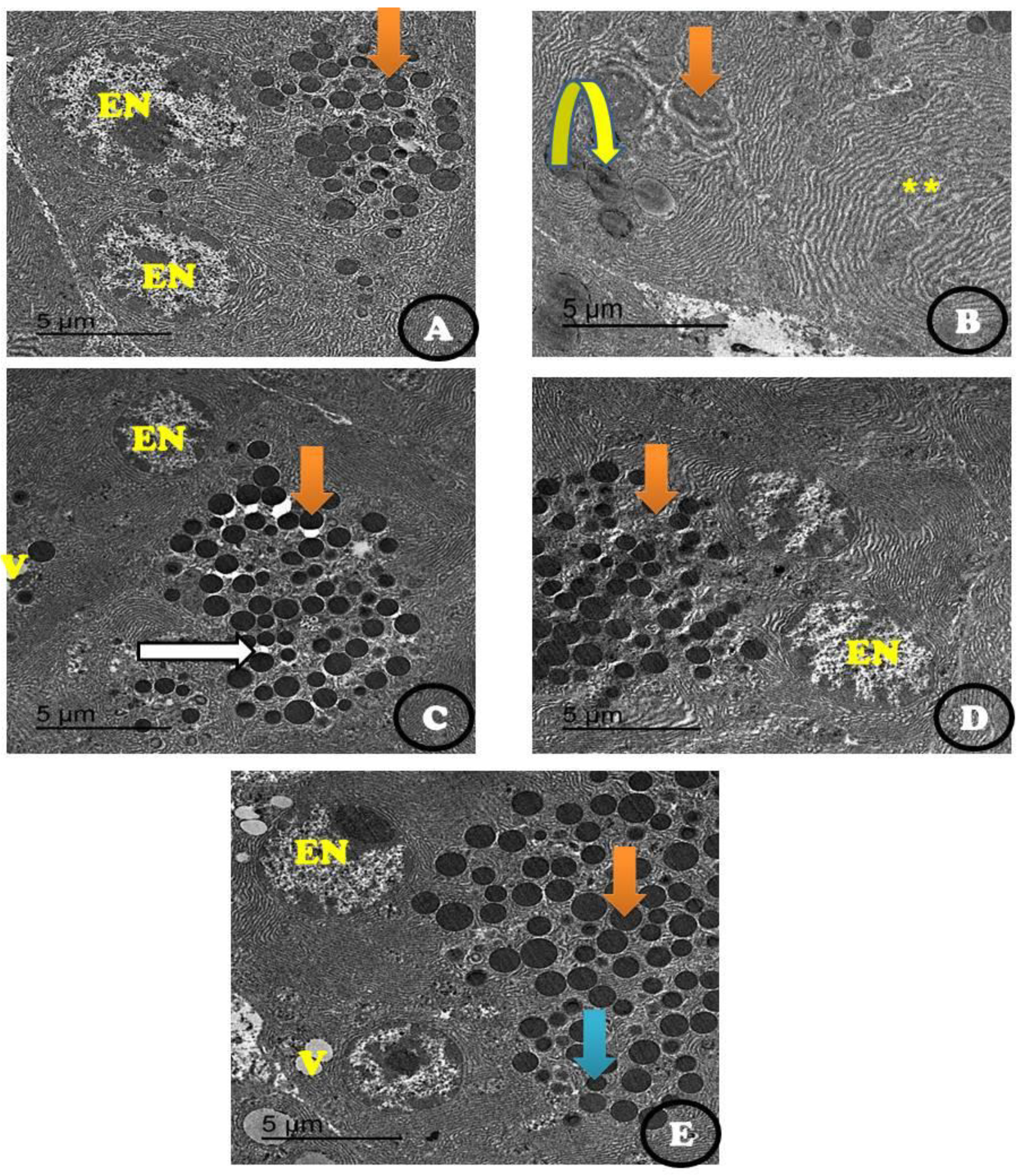 Coatings 11 00317 g006