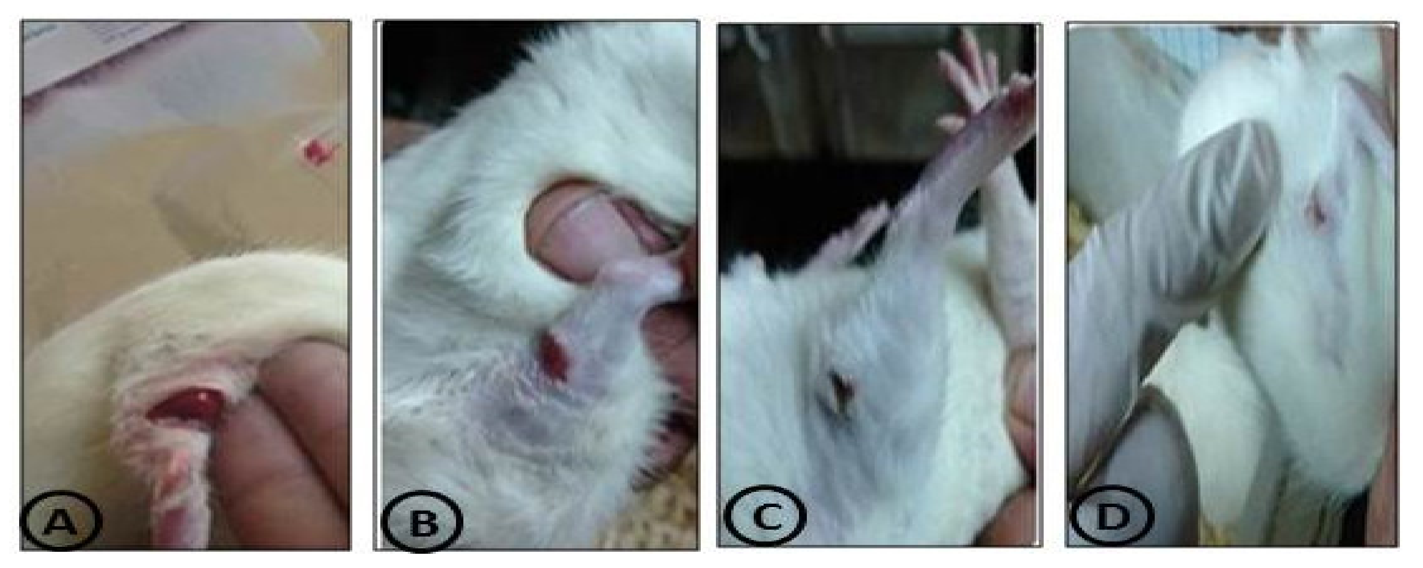 Coatings 11 00324 g003 Coatings 11 00324 g003