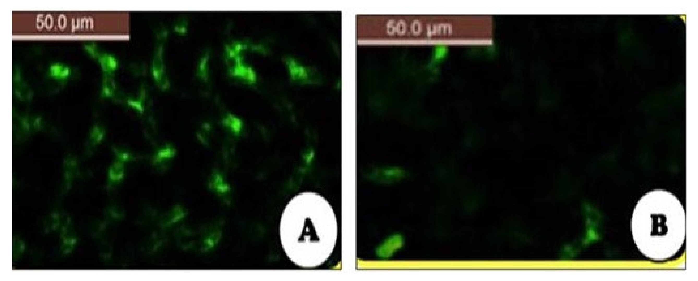 Coatings 11 00324 g011 Coatings 11 00324 g011