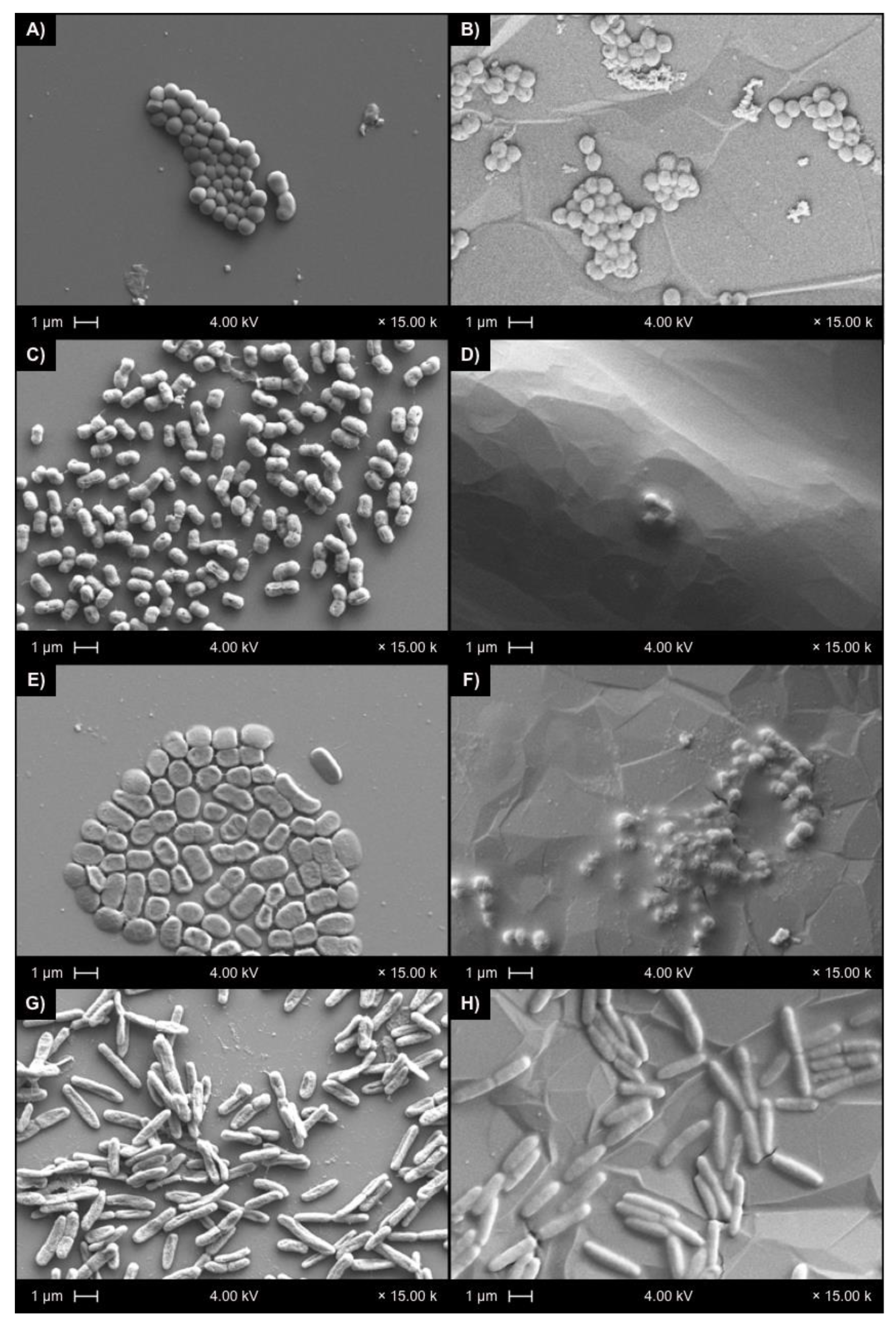 Coatings 11 00352 g006 Coatings 11 00352 g006
