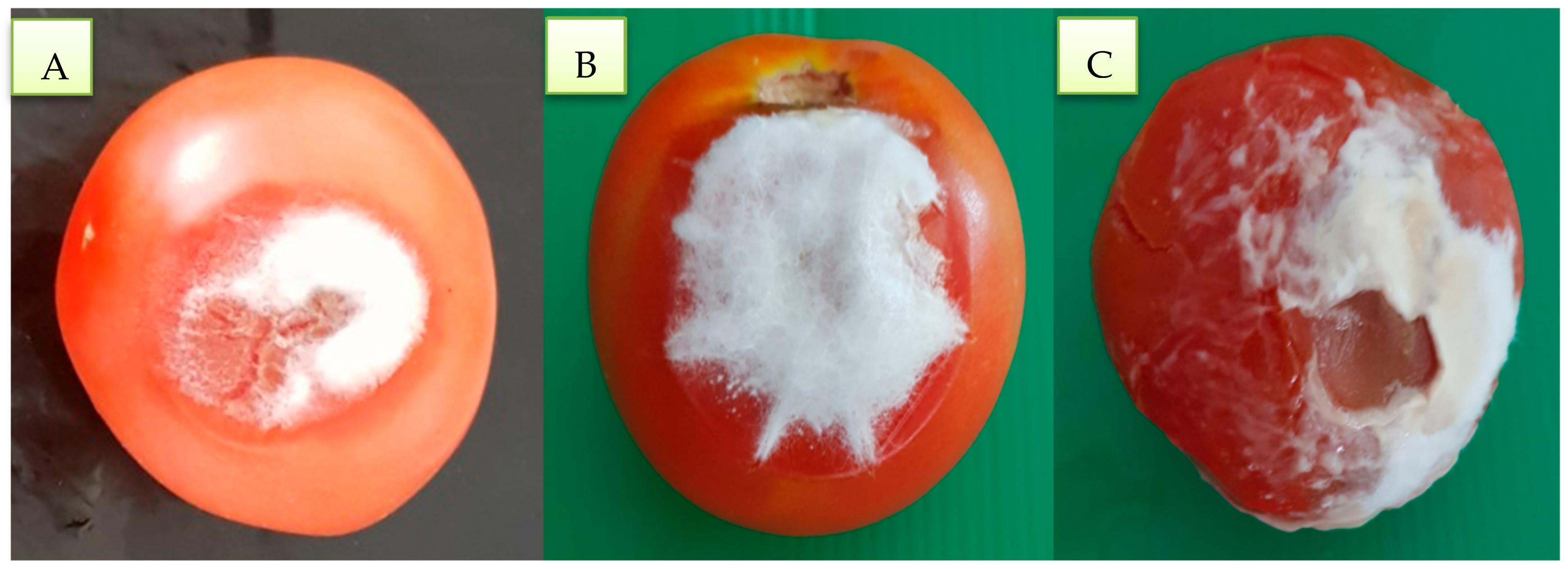 Coatings 11 00367 g001