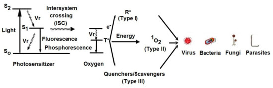 Coatings 11 00393 g002 550