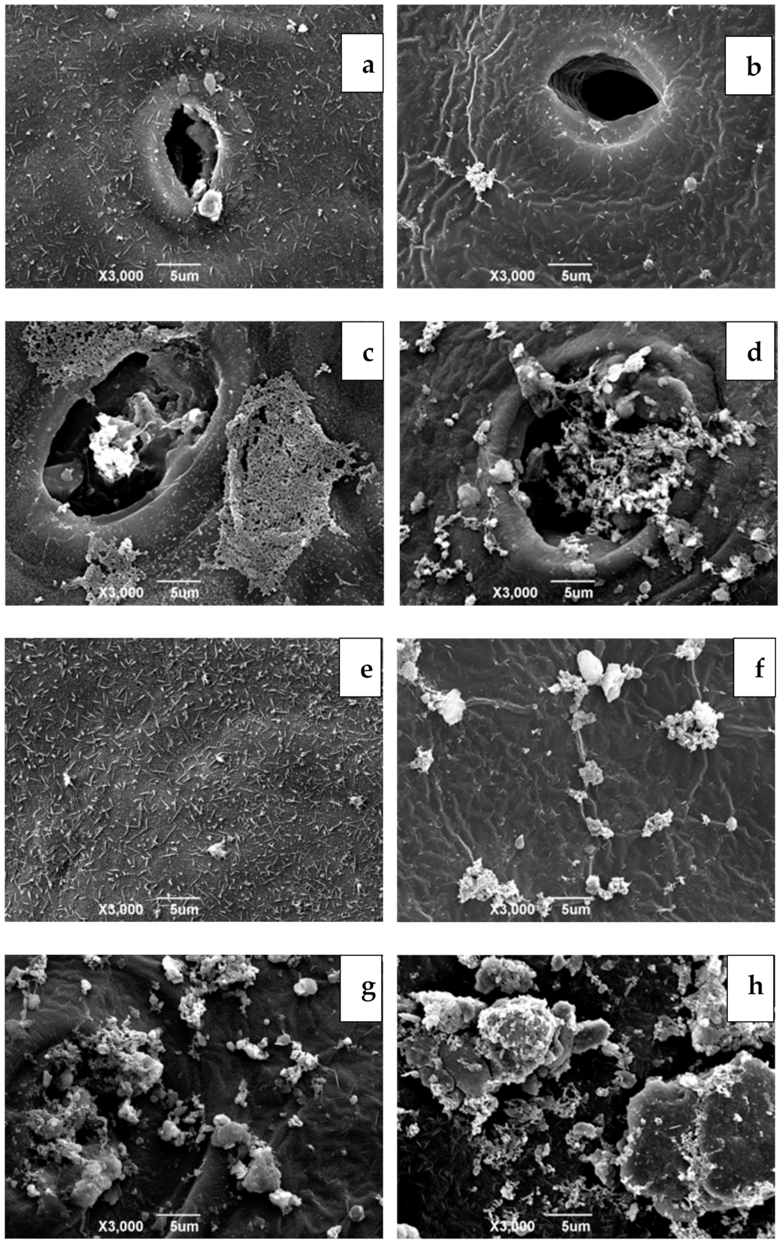 Coatings 11 00396 g001 Coatings 11 00396 g001