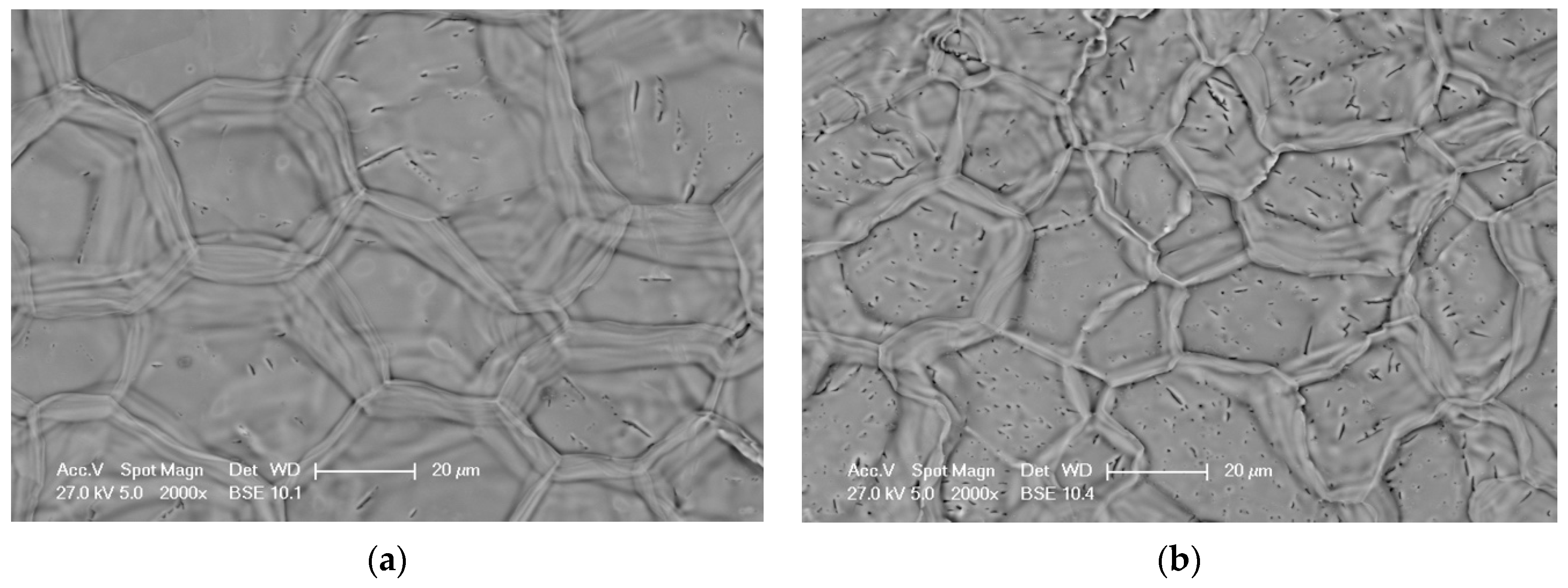 Coatings 11 00412 g001