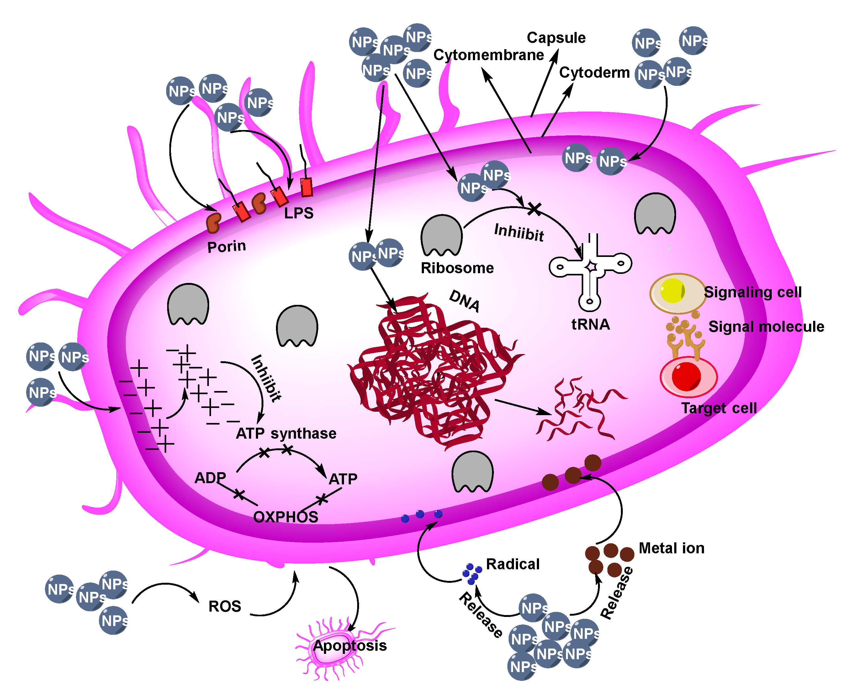 Coatings 11 00430 g002