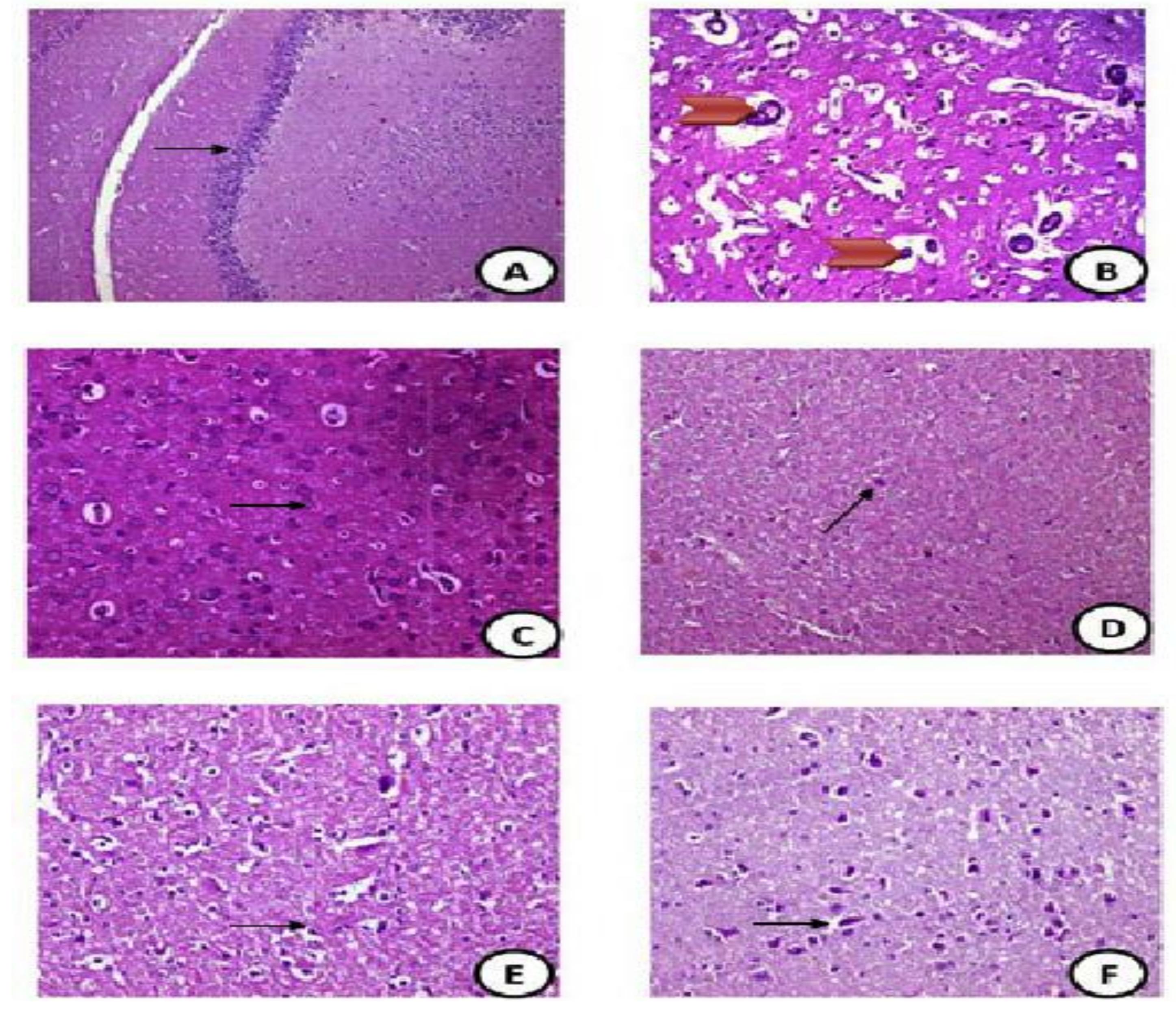 Coatings 11 00435 g004a Coatings 11 00435 g004a