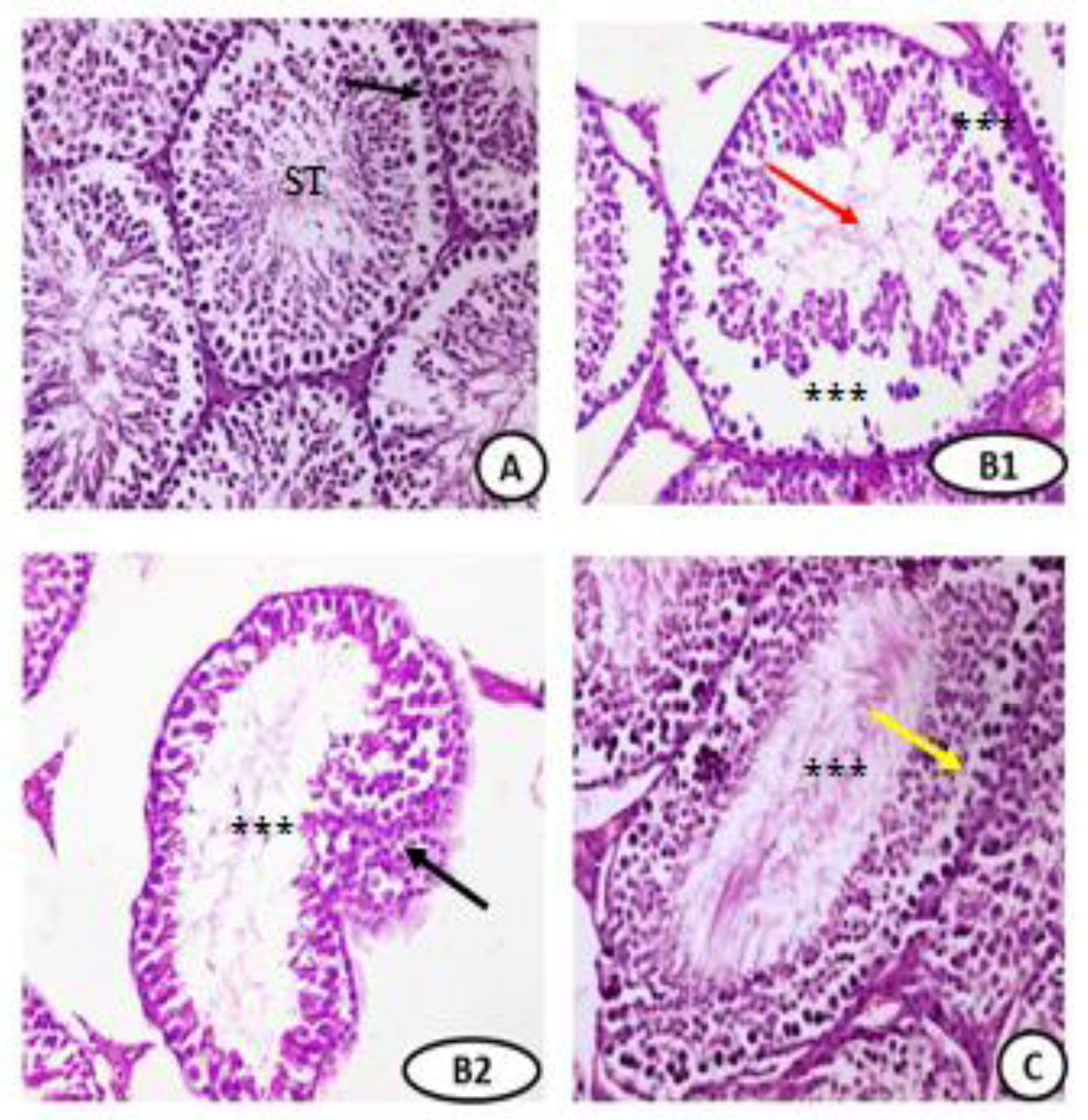 Coatings 11 00435 g005a Coatings 11 00435 g005a