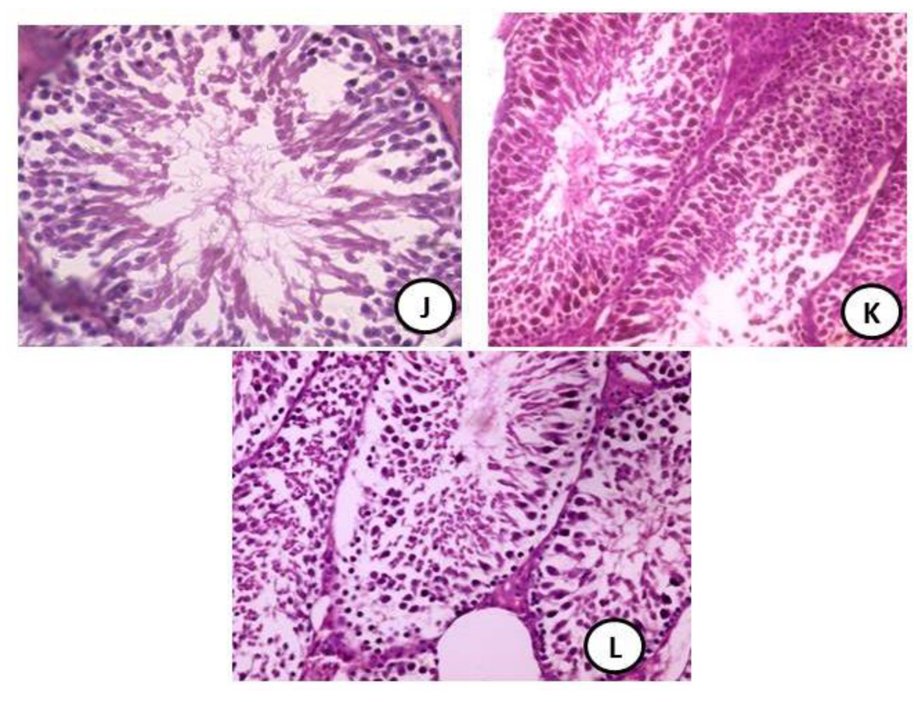 Coatings 11 00435 g005c Coatings 11 00435 g005c