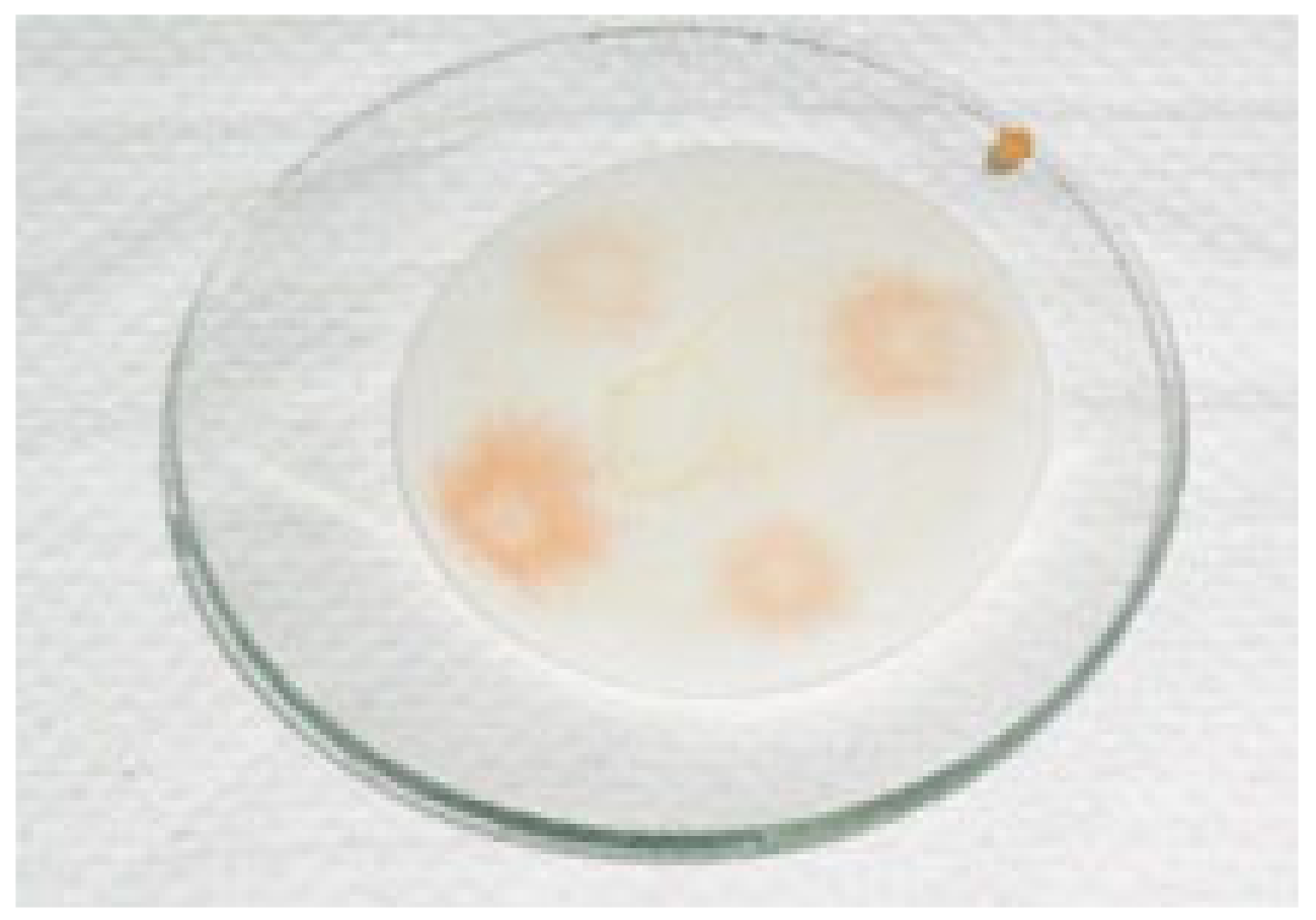 Coatings 11 00448 g004