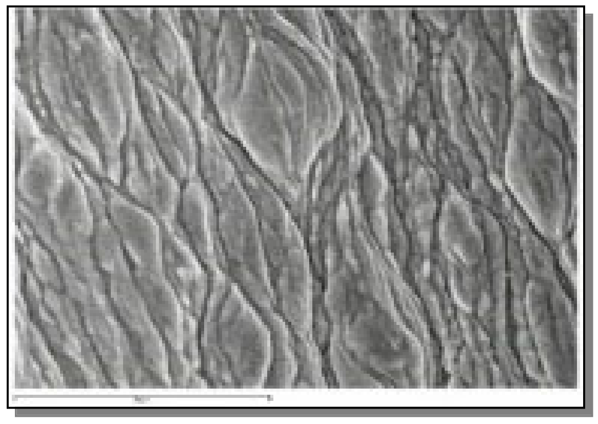 Coatings 11 00448 g009