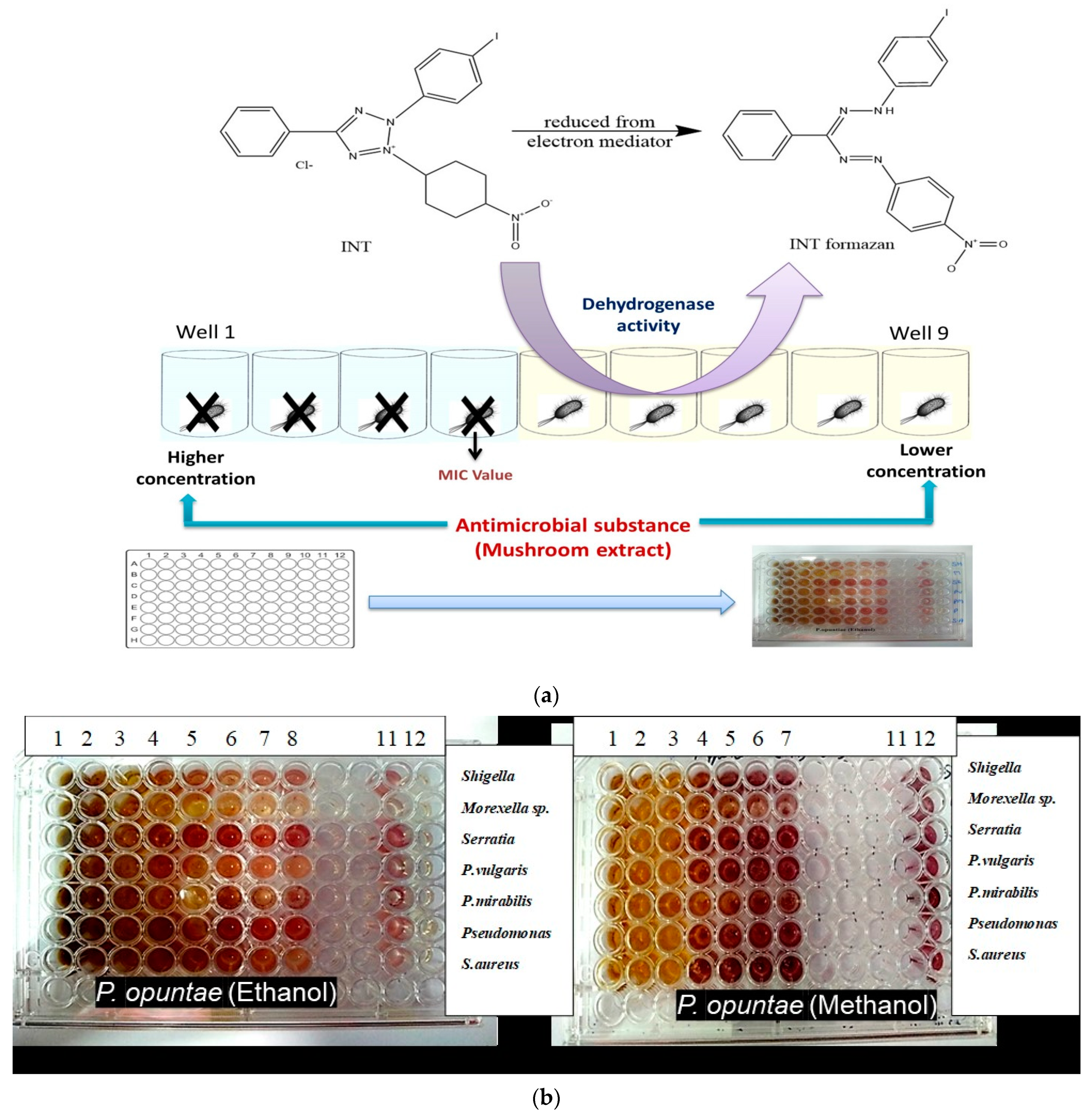 Coatings 11 00484 g002