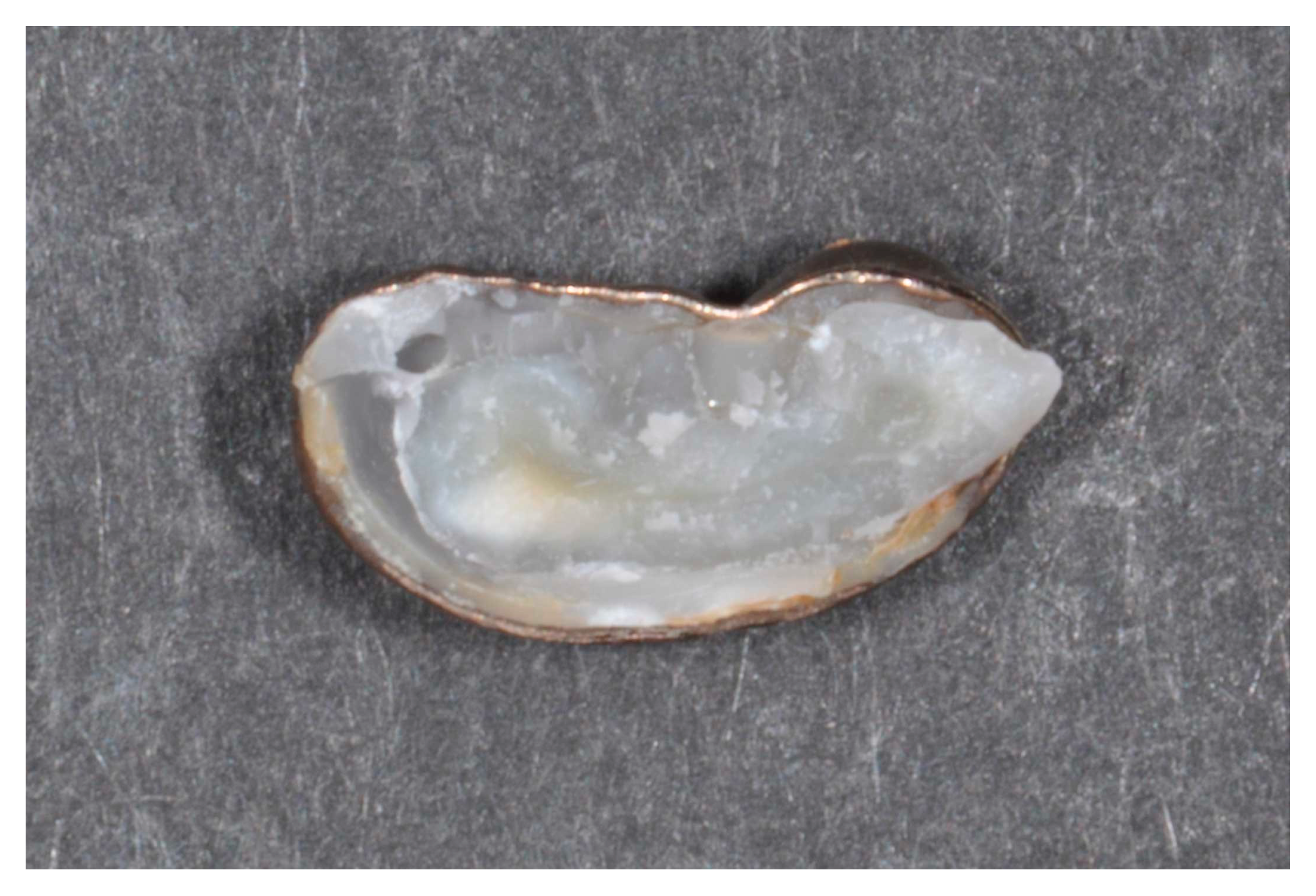 Coatings 11 00572 g004 Coatings 11 00572 g004