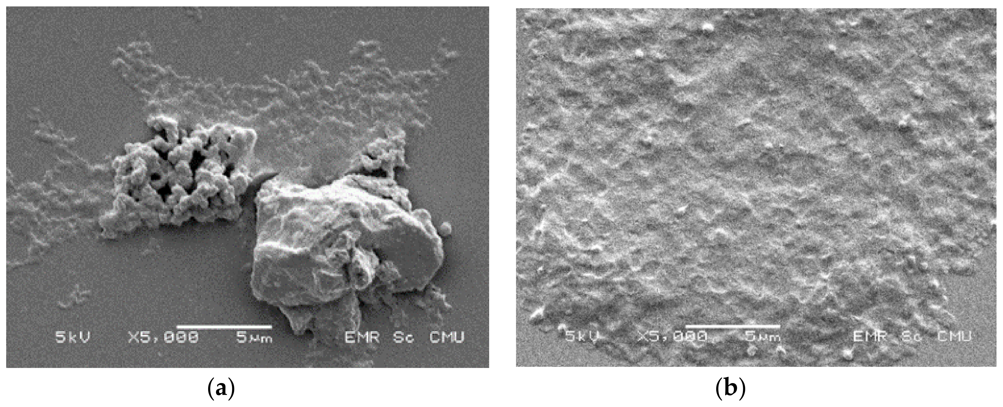 Coatings 11 00595 g006