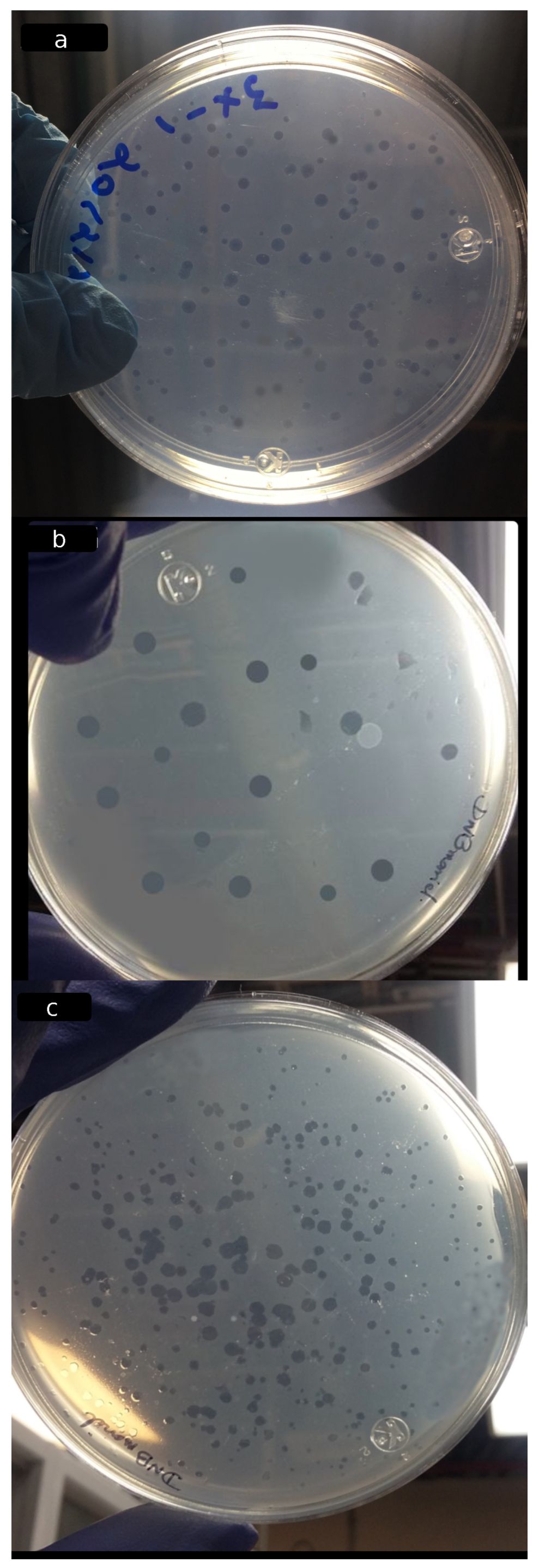Coatings 11 00605 g007 Coatings 11 00605 g007