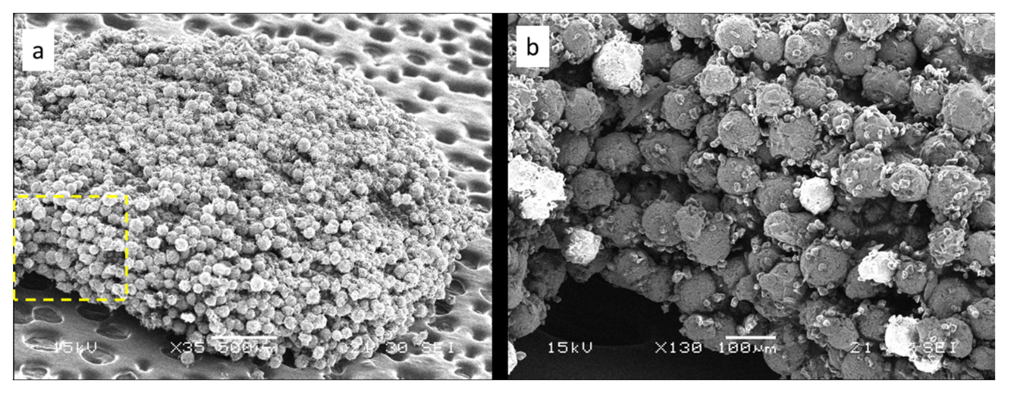 Coatings 11 00621 g004