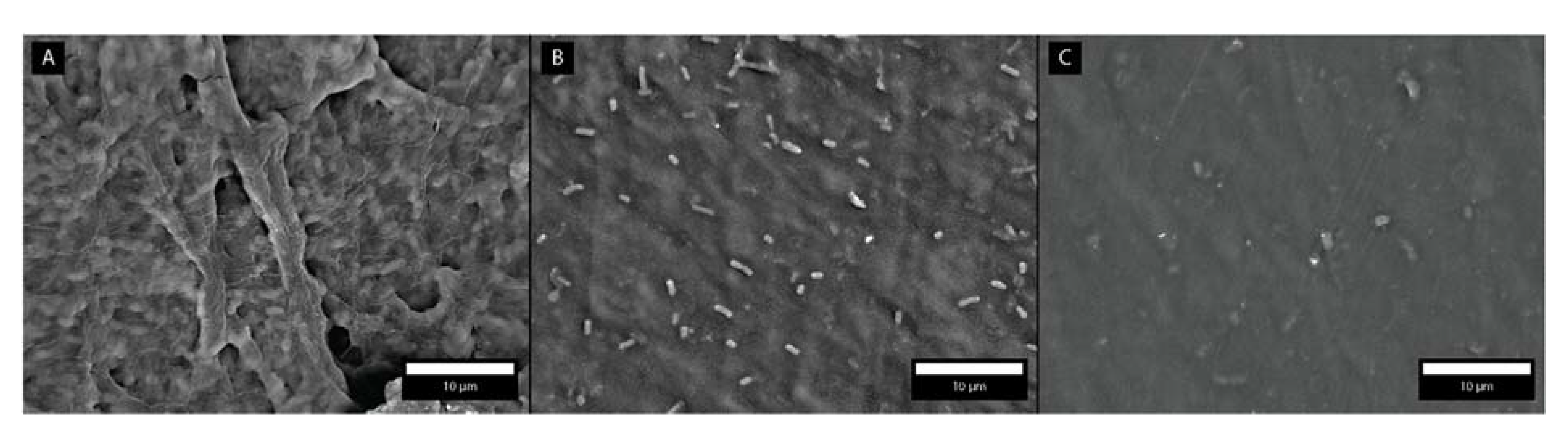 Coatings 11 00630 g004 Coatings 11 00630 g004