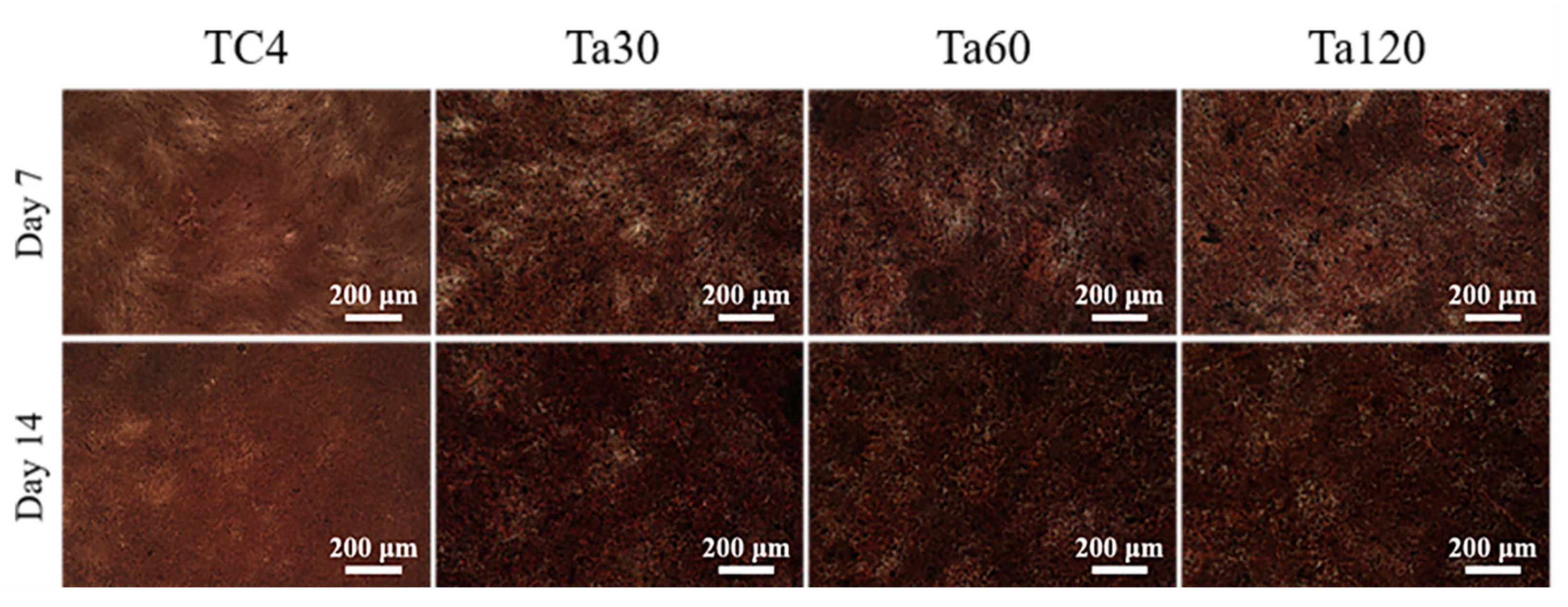 Coatings 11 00631 g009 Coatings 11 00631 g009