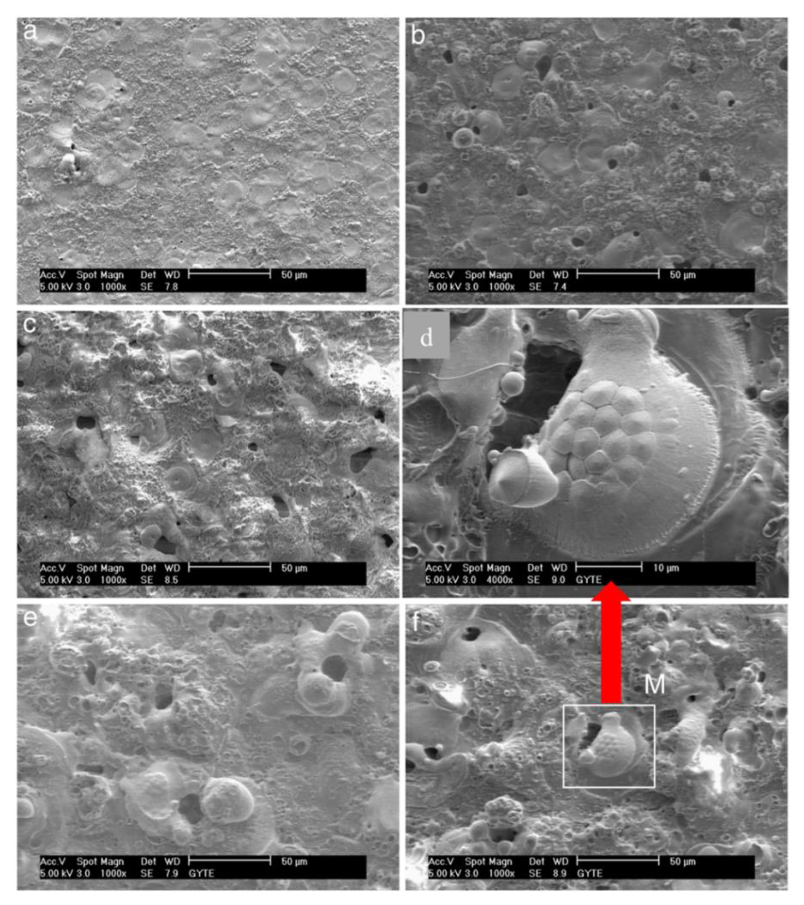 Coatings 11 00634 g006