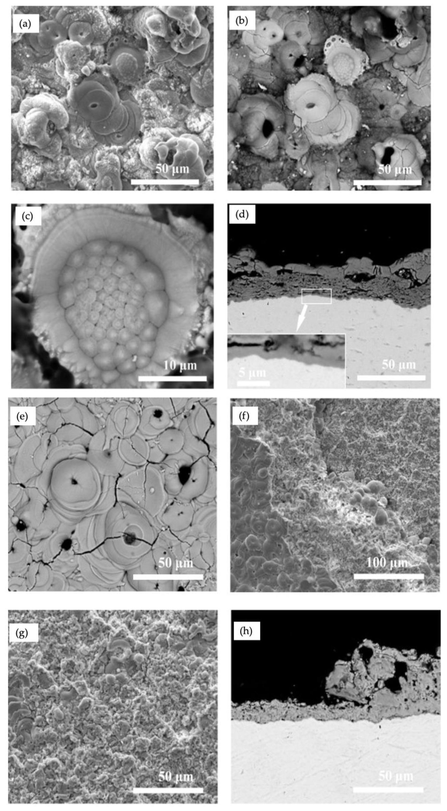 Coatings 11 00634 g007