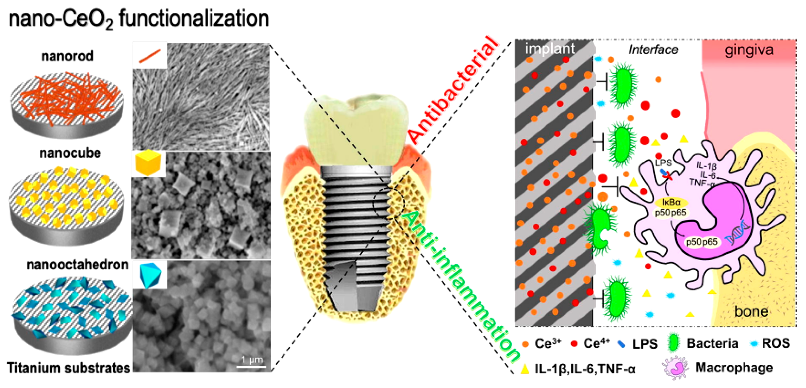 Coatings Free FullText Innovative Surface Modification Procedures