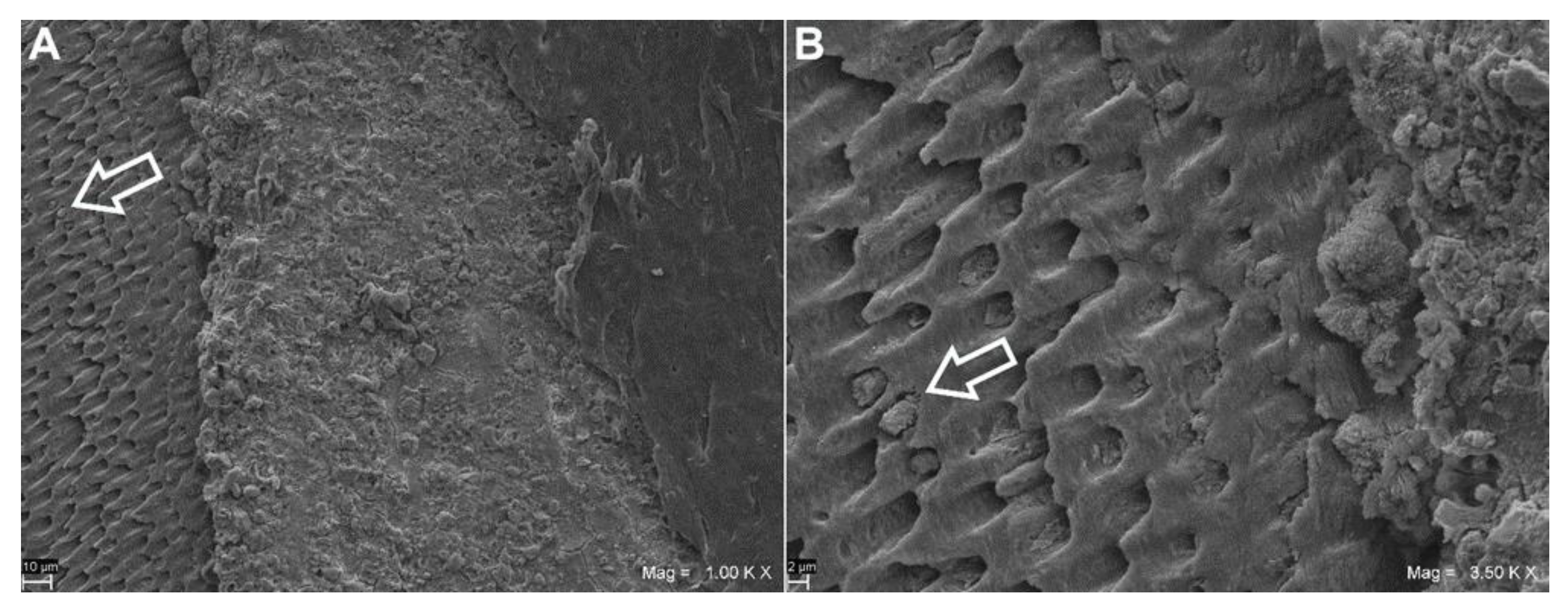 Coatings 11 00727 g003