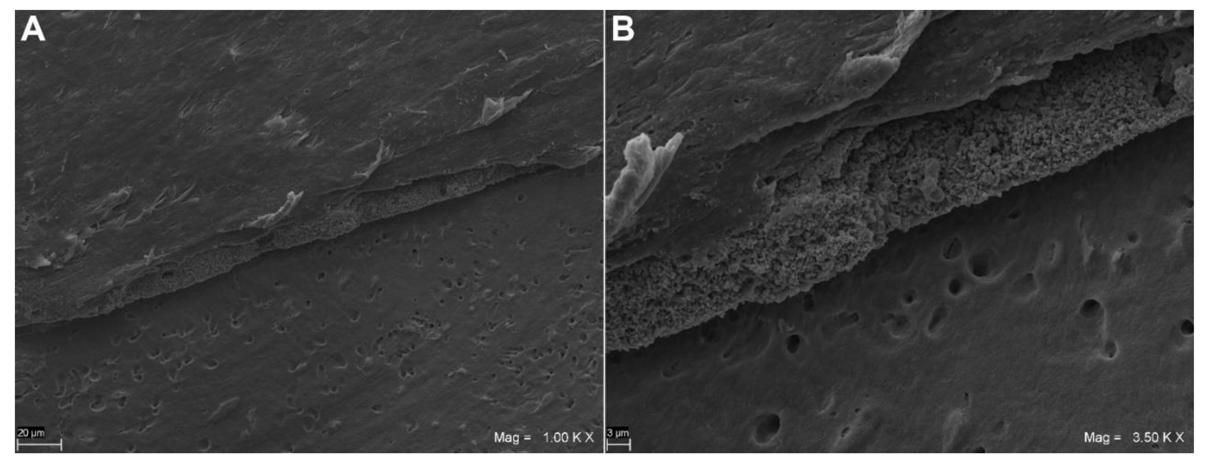 Coatings 11 00727 g004