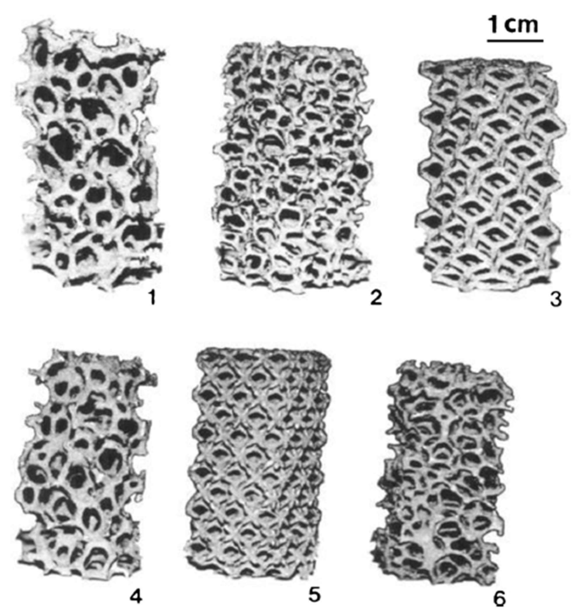 Coatings 11 00740 g008 550