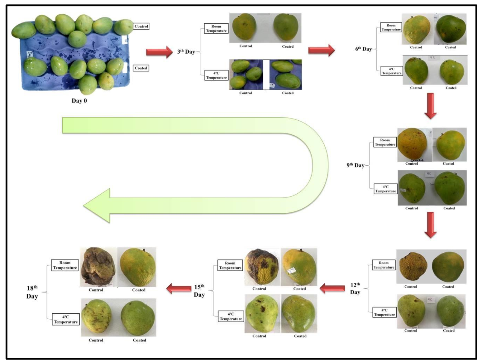 Coatings 11 00764 g011 550