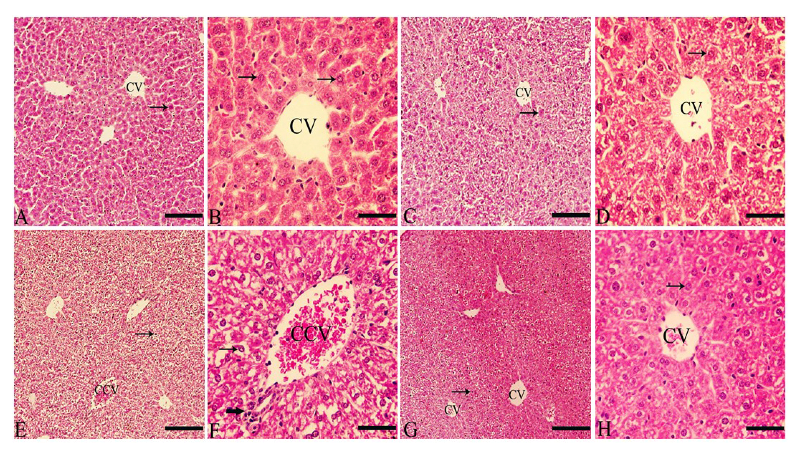 Coatings 11 00838 g003 550