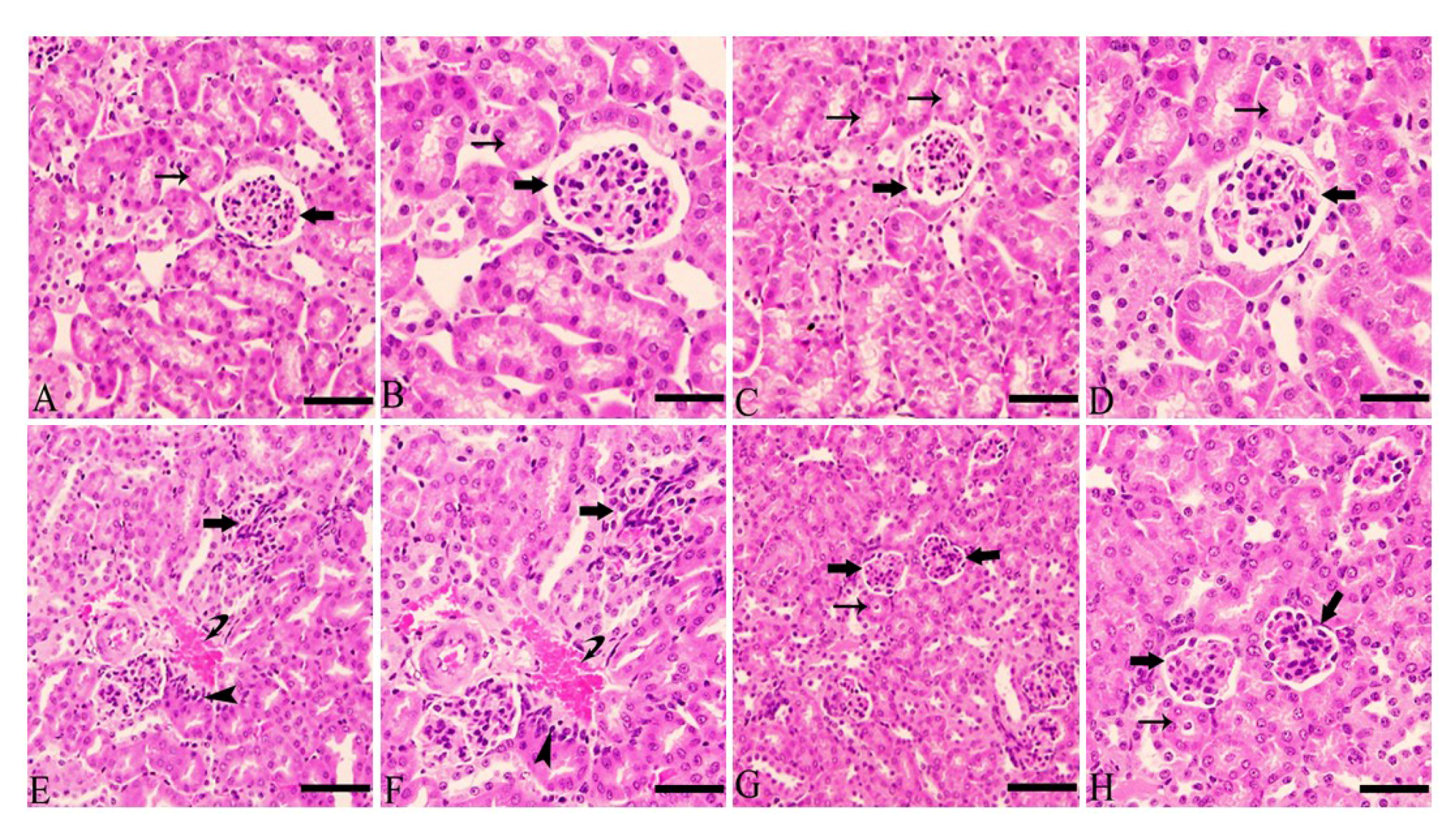 Coatings 11 00838 g004 550