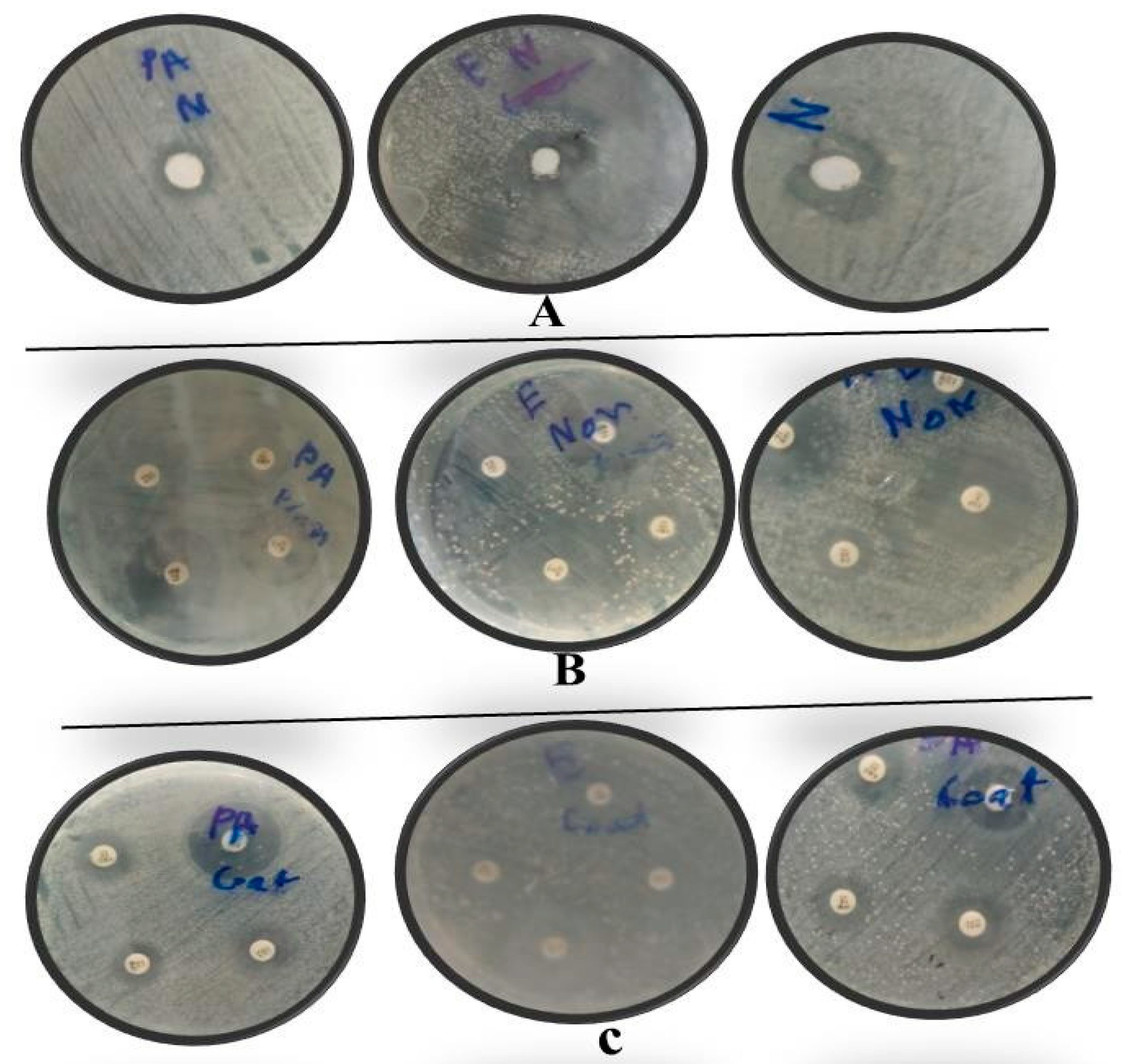 Coatings 11 00849 g008