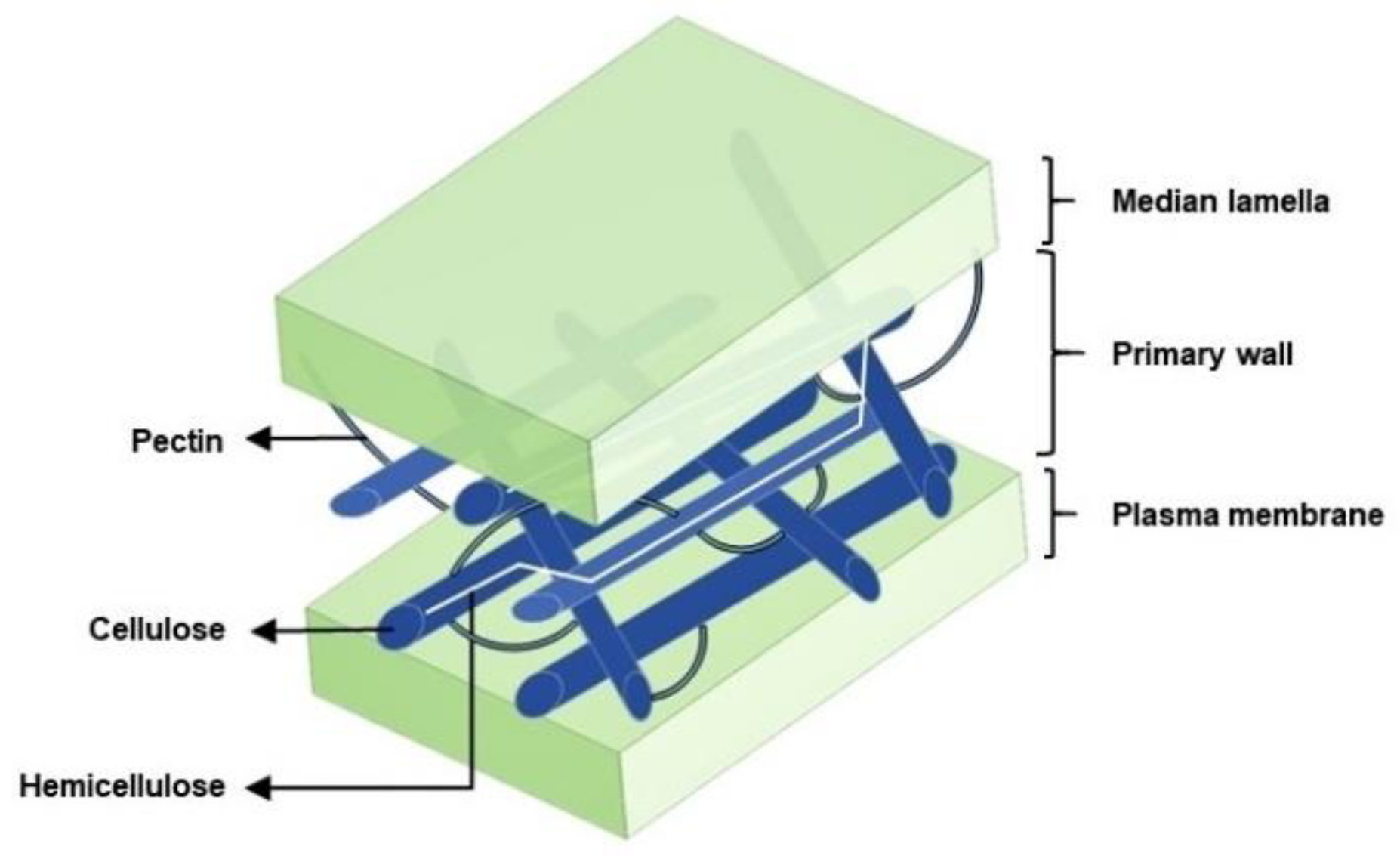 Coatings Free FullText Structure and Applications of Pectin in